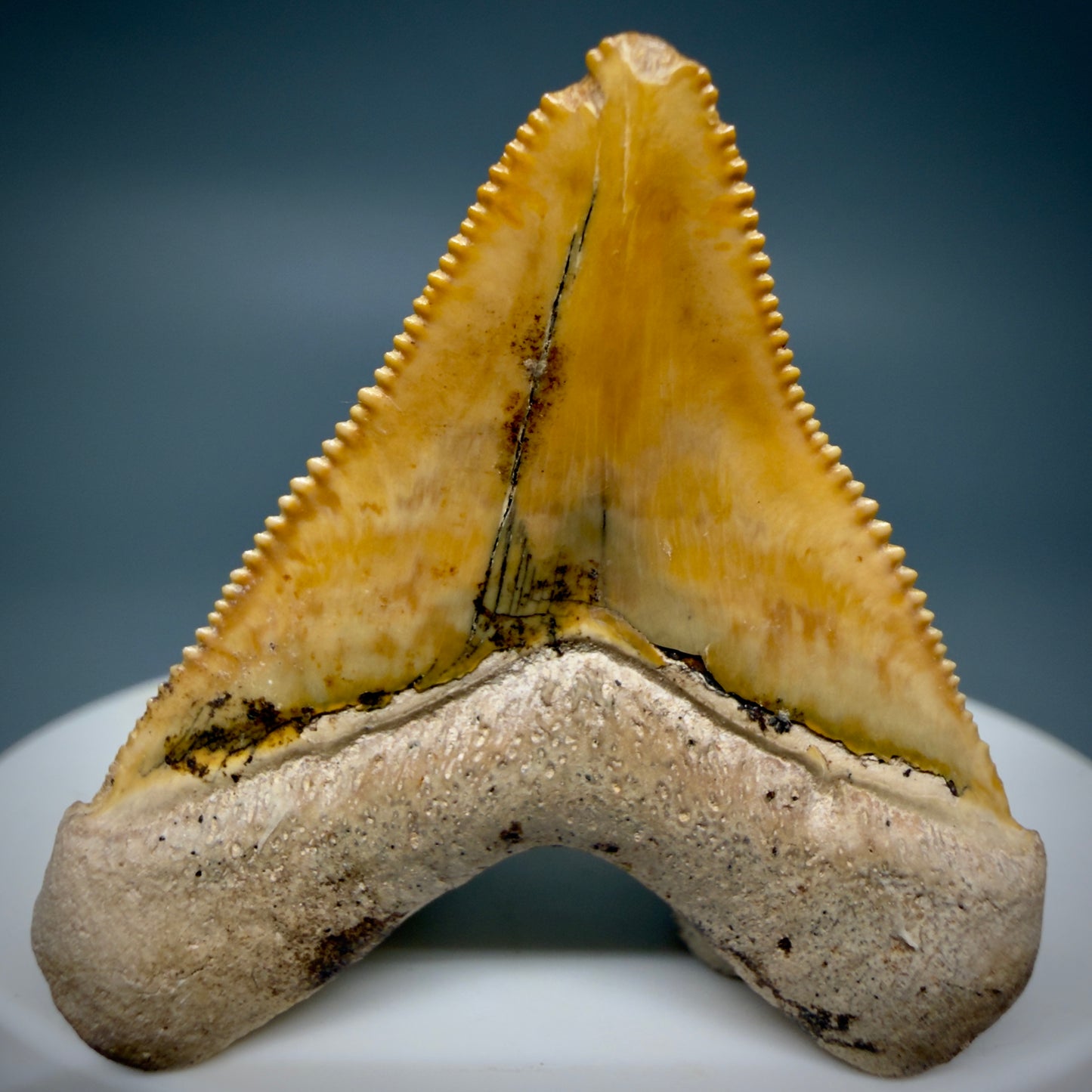 Back View Heart-shaped, anterior baby 1.59" Fossil Megalodon Shark Tooth - Bone Valley, Florida CM6204