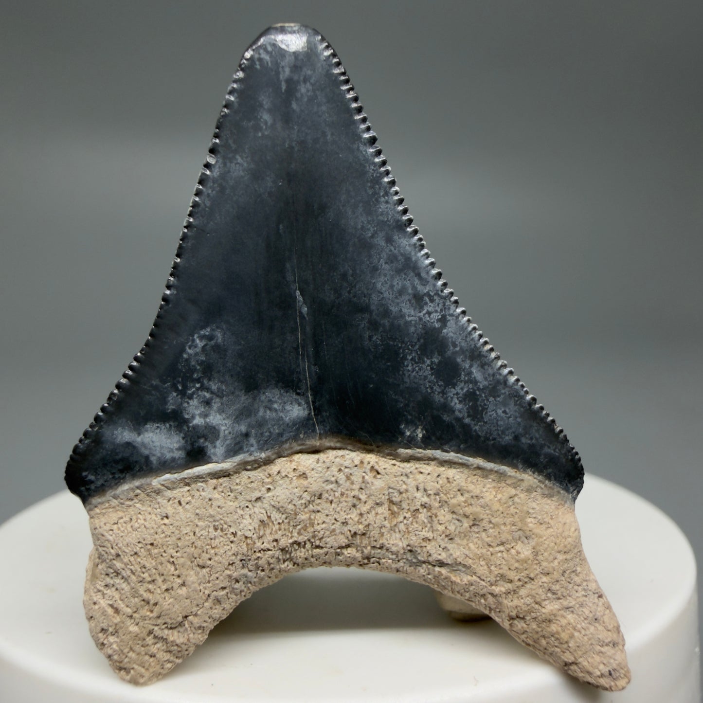 Back View Colorful, serrated 1.82" Fossil Megalodon Shark Tooth - Bone Valley, Florida CM6203