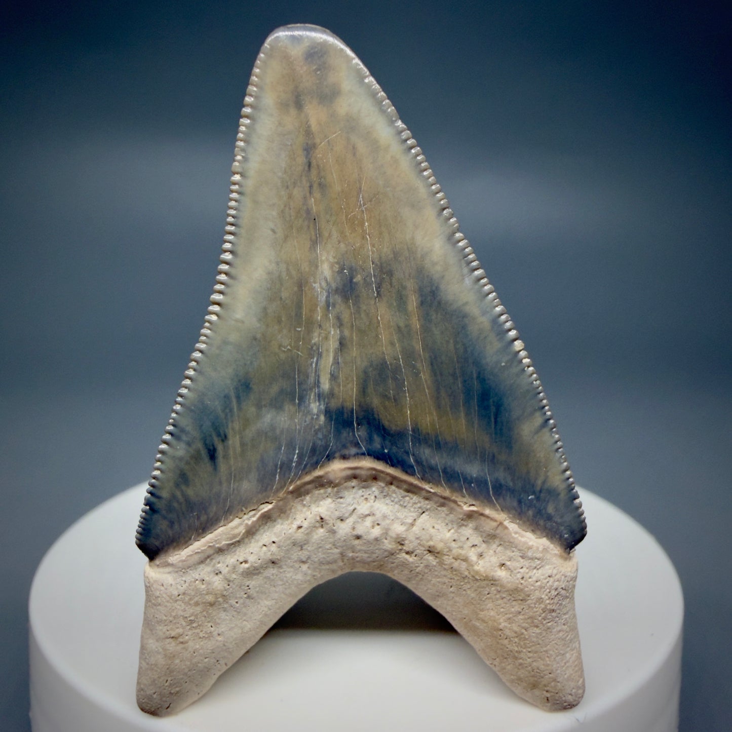 Back View Colorful, serrated 2.15" Fossil Megalodon Shark Tooth - Bone Valley, Florida CM6205