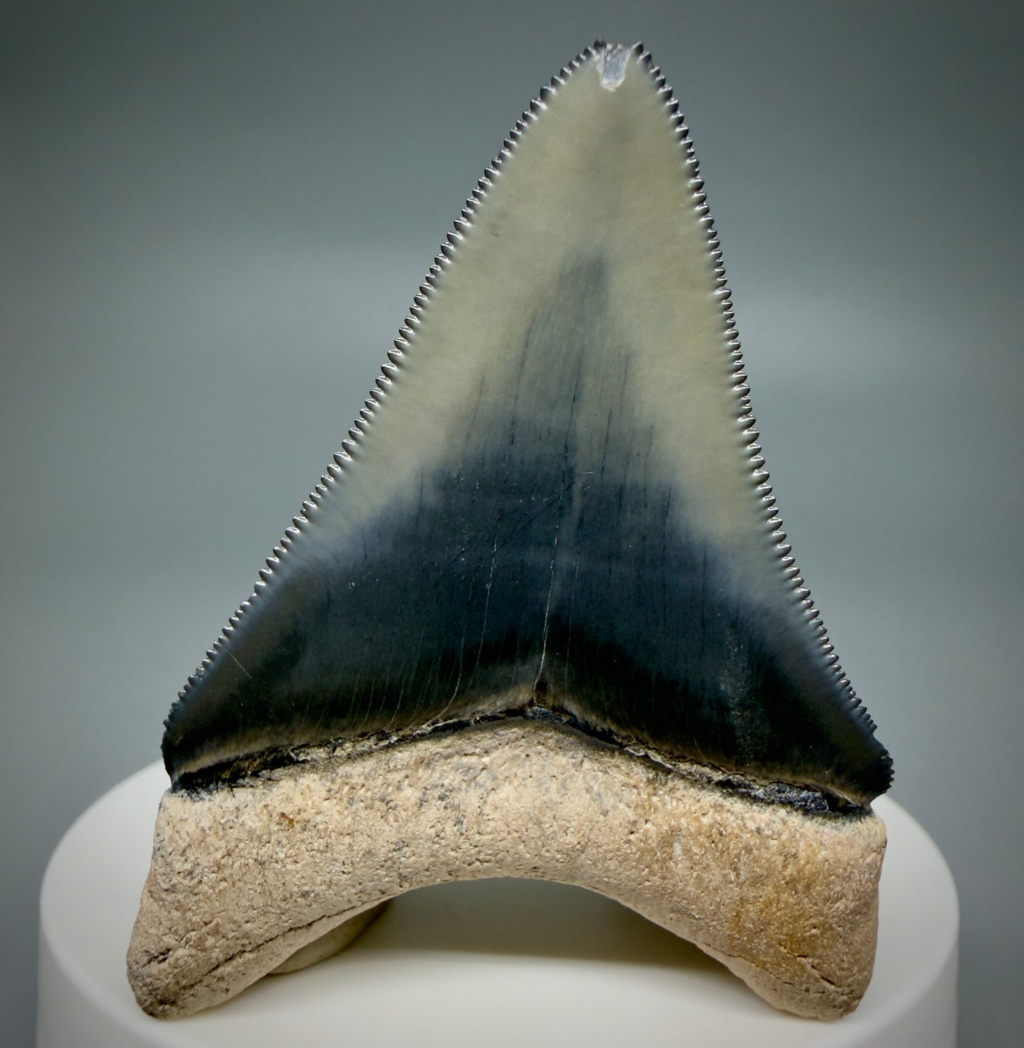 Back View Heart-shaped 2.33" Fossil Megalodon Shark Tooth - Bone Valley, Florida CM6206