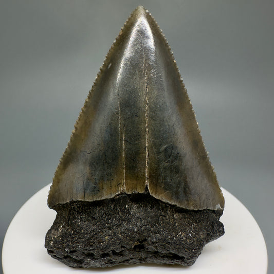 Large, Sharply serrated 2.43" Fossil Great White Shark Tooth - South Carolina GW1192 - Front