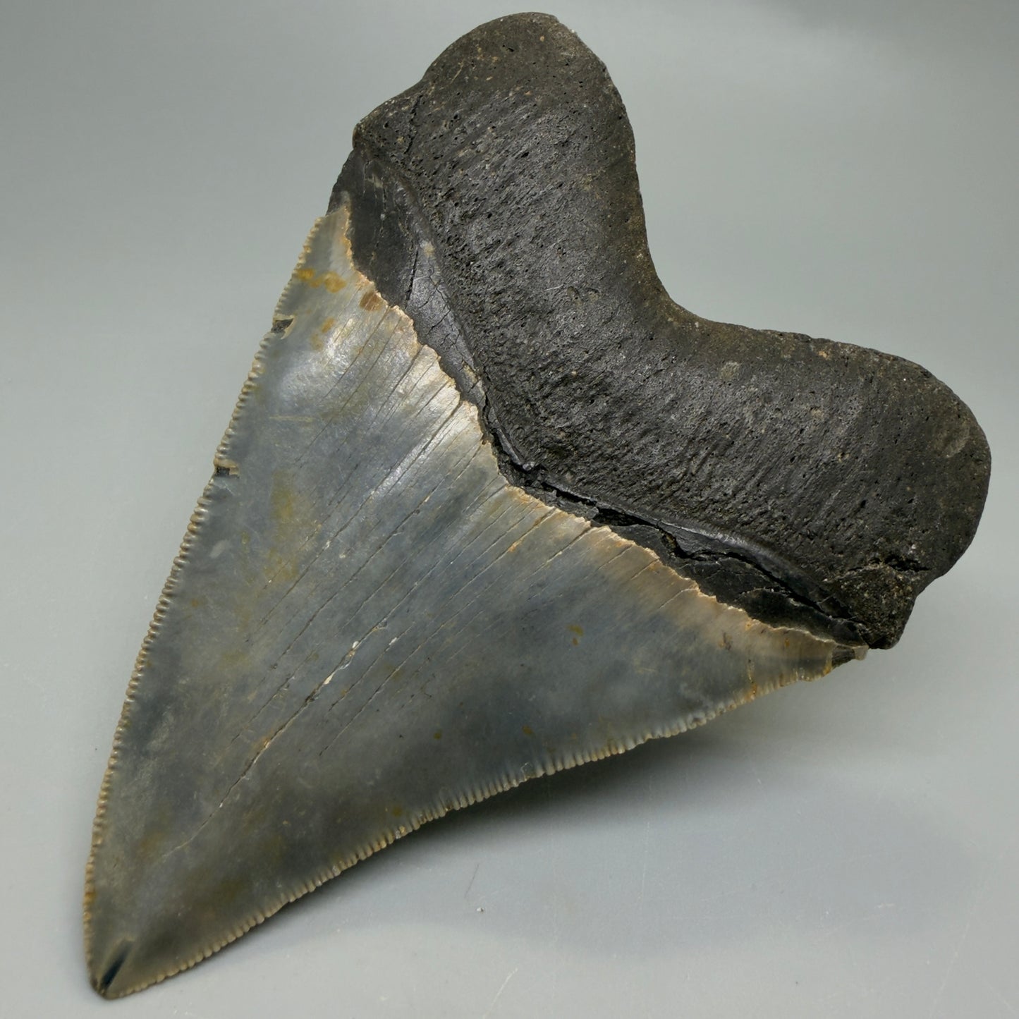Back Right View Heart-shaped 4.74" Authentic Megalodon Tooth – North Carolina Fossil | Carcharocles megalodon CM6232