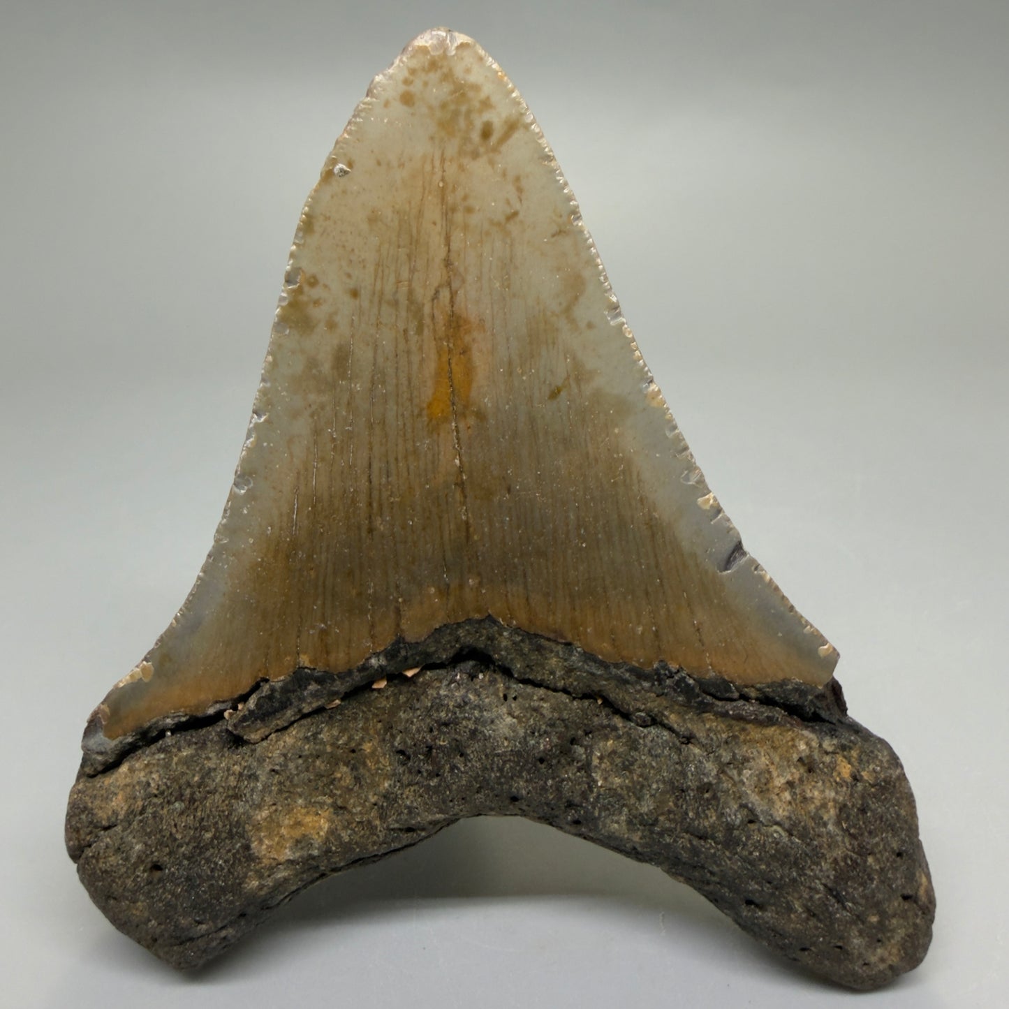 Back View Colorful 4.07" Authentic Megalodon Tooth – North Carolina Fossil | Carcharocles megalodon CM6225