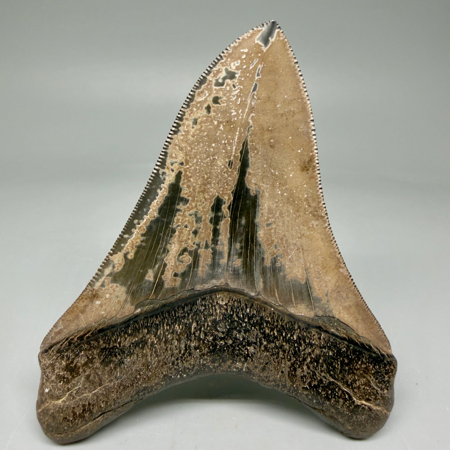 Back View 4.31" Fossil Megalodon Shark Tooth - Georgia - brown, sharply serrated - Collector's Quality CM5846 - 2