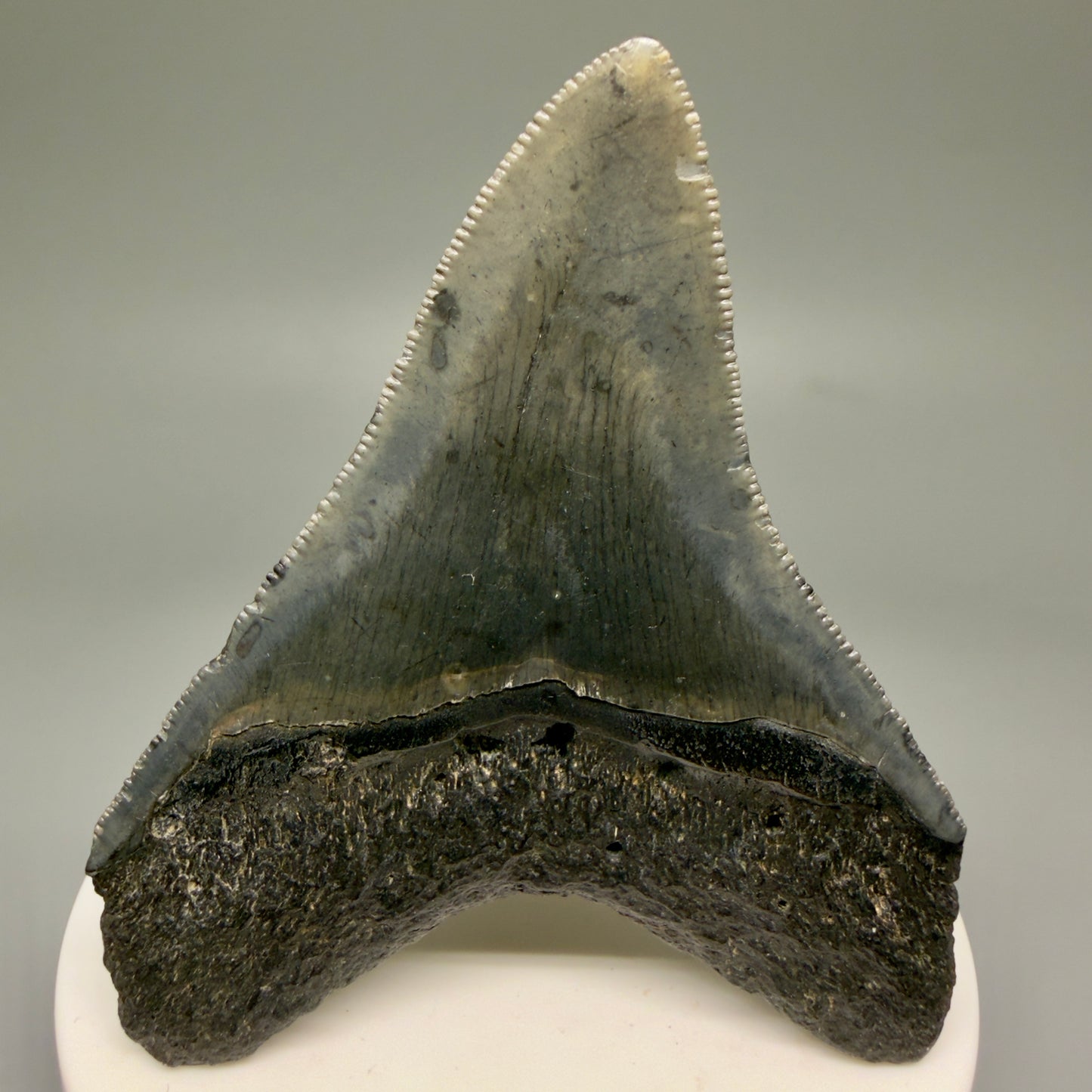 Back View 2.88" Colorful Fossil Megalodon Tooth – South Carolina River Find | Authentic Megalodon Tooth CM5871