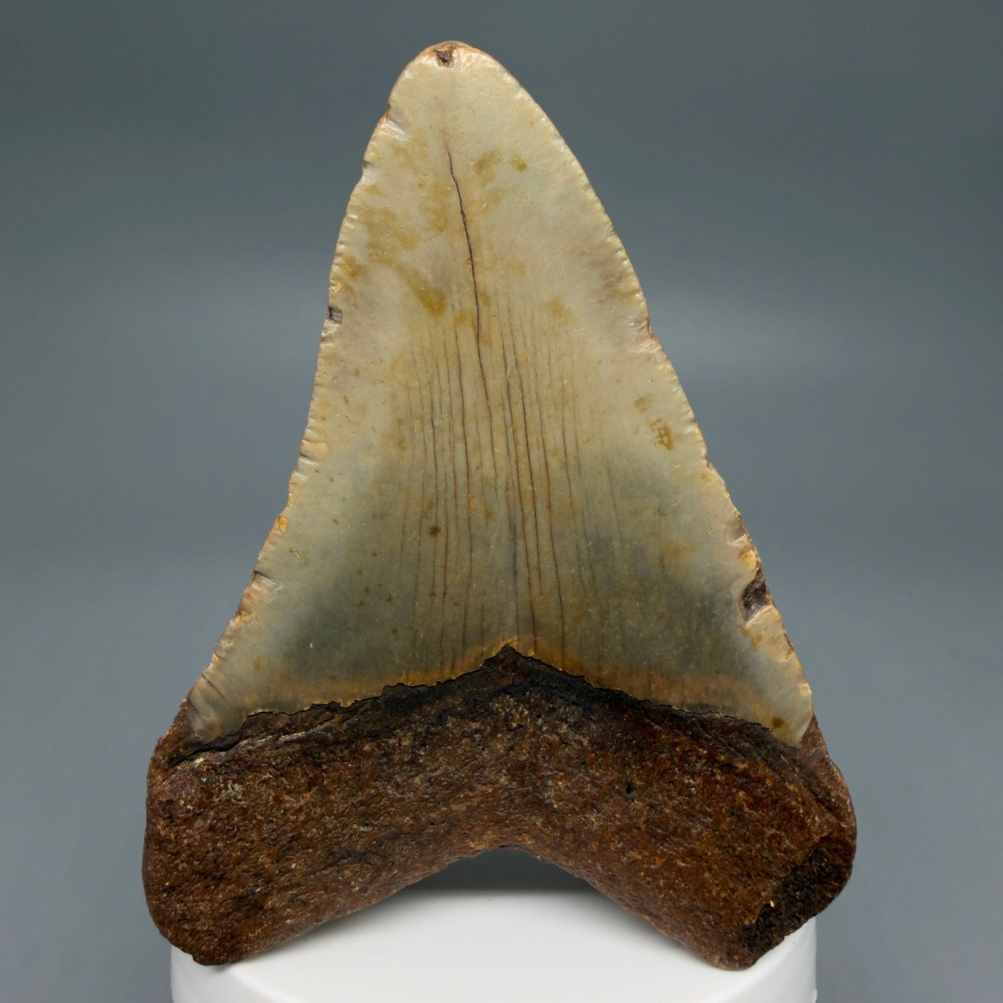 Back View Colorful 3.38" Fossil Megalodon Tooth from North Carolina - megalodonteeth.com CM6239