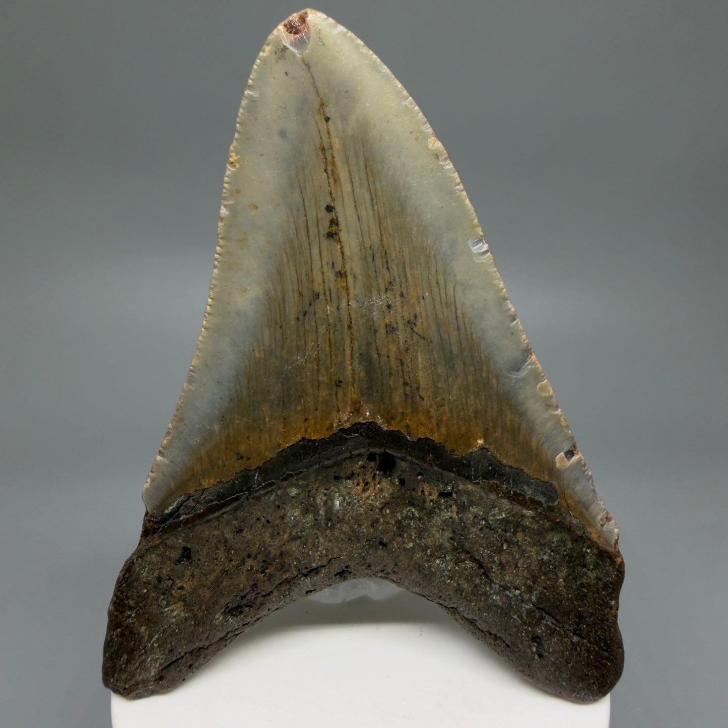 Back View Colorful 3.91" Fossil Megalodon Tooth from North Carolina CM6244
