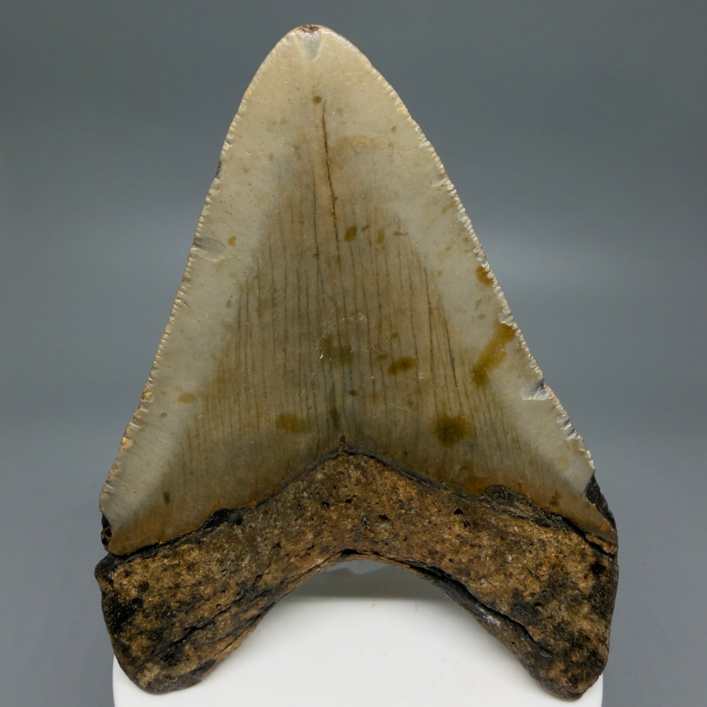 Back View Colorful 3.75" Fossil Megalodon Tooth from North Carolina - megalodonteeth.com CM6242