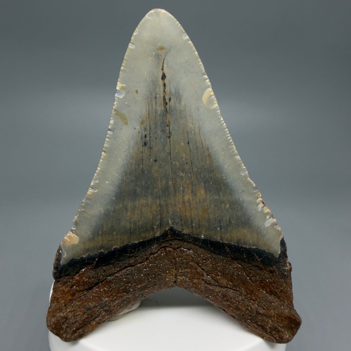 Back View Colorful 3.28" Fossil Megalodon Tooth from North Carolina - megalodonteeth.com CM6238