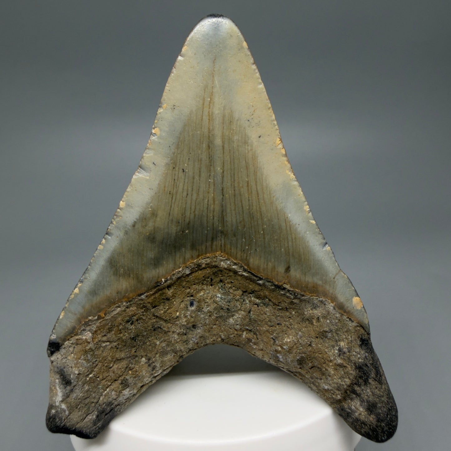 Back View Colorful 3.22" Fossil Megalodon Tooth from North Carolina - megalodonteeth.com CM6237