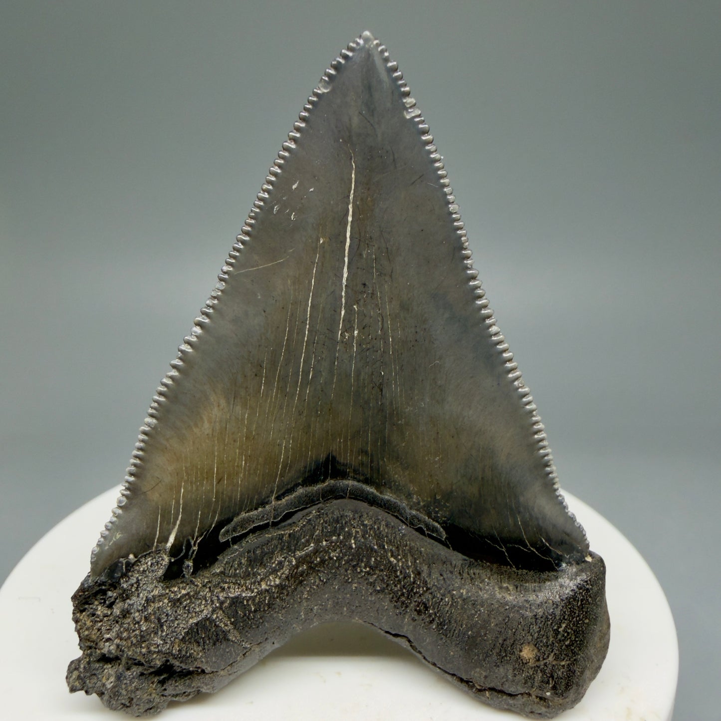 Back View 2.27" Colorful/Collector's Quality Fossil Megalodon Tooth – South Carolina River Find | Heart Shape CM5866