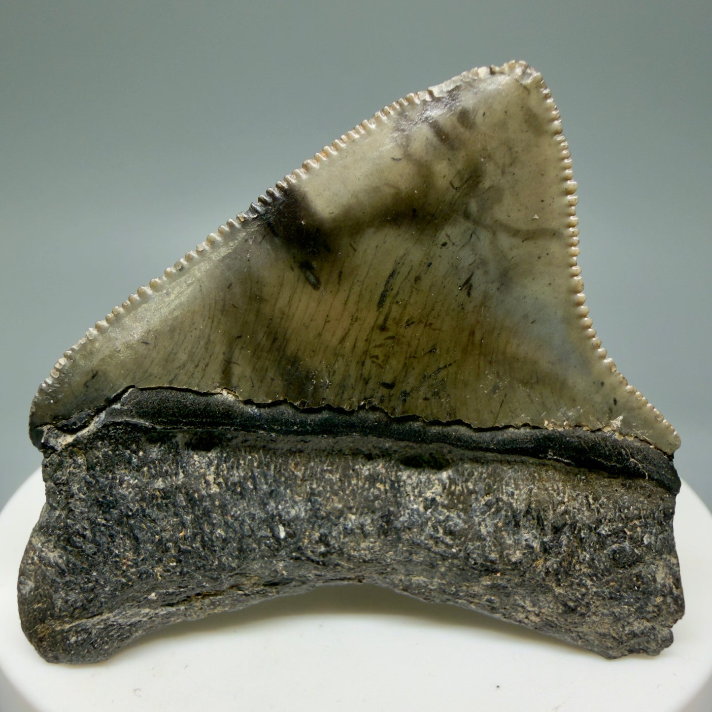 Back View 1.94" Posterior, collector's quality Fossil Megalodon Tooth – South Carolina River Find | Authentic Megalodon Tooth CM5865