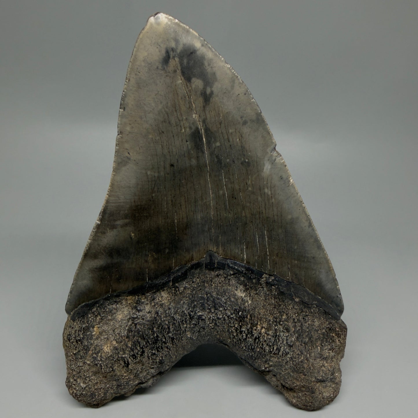 Back View Beautiful, Large 5.80" Fossil Megalodon Tooth - South Carolina CM6263