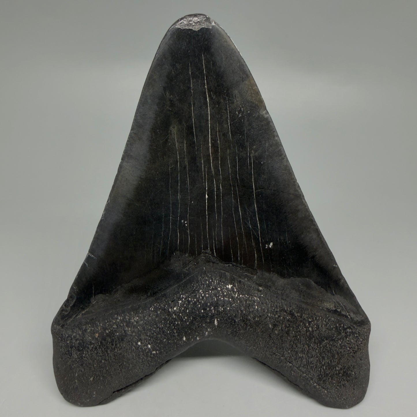 Back View Dark colors 4.65" Megalodon Tooth from South Carolina CM6261