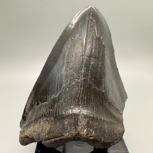 EXTRA LARGE 6.10" Fossil Megalodon Tooth: Scuba Diving - USA CM4636 - Front
