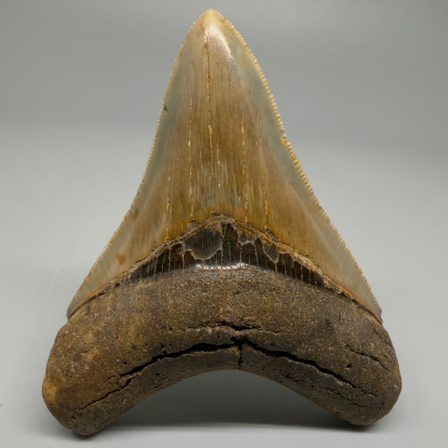 Front view 3.38″ Authentic Megalodon Tooth – North Carolina Fossil CM5395