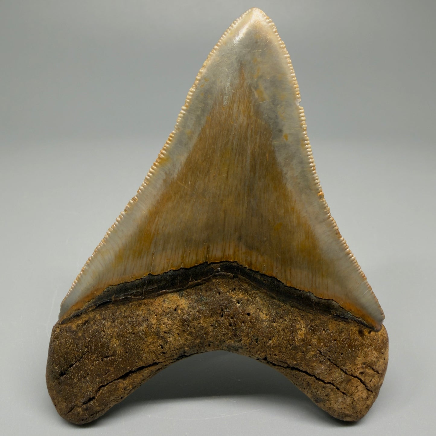Back view 3.38″ Authentic Megalodon Tooth – North Carolina Fossil CM5395