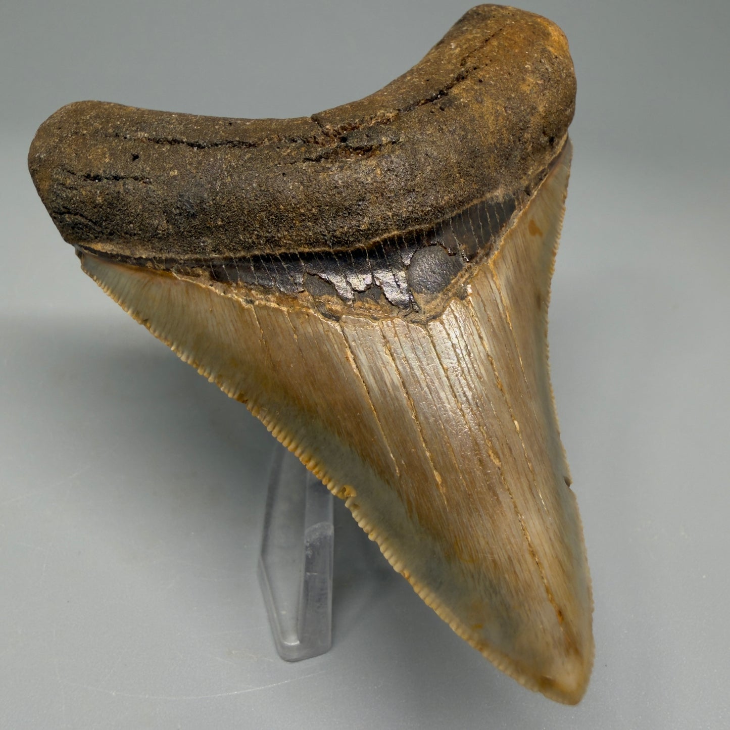 Front Left view 3.38″ Authentic Megalodon Tooth – North Carolina Fossil CM5395