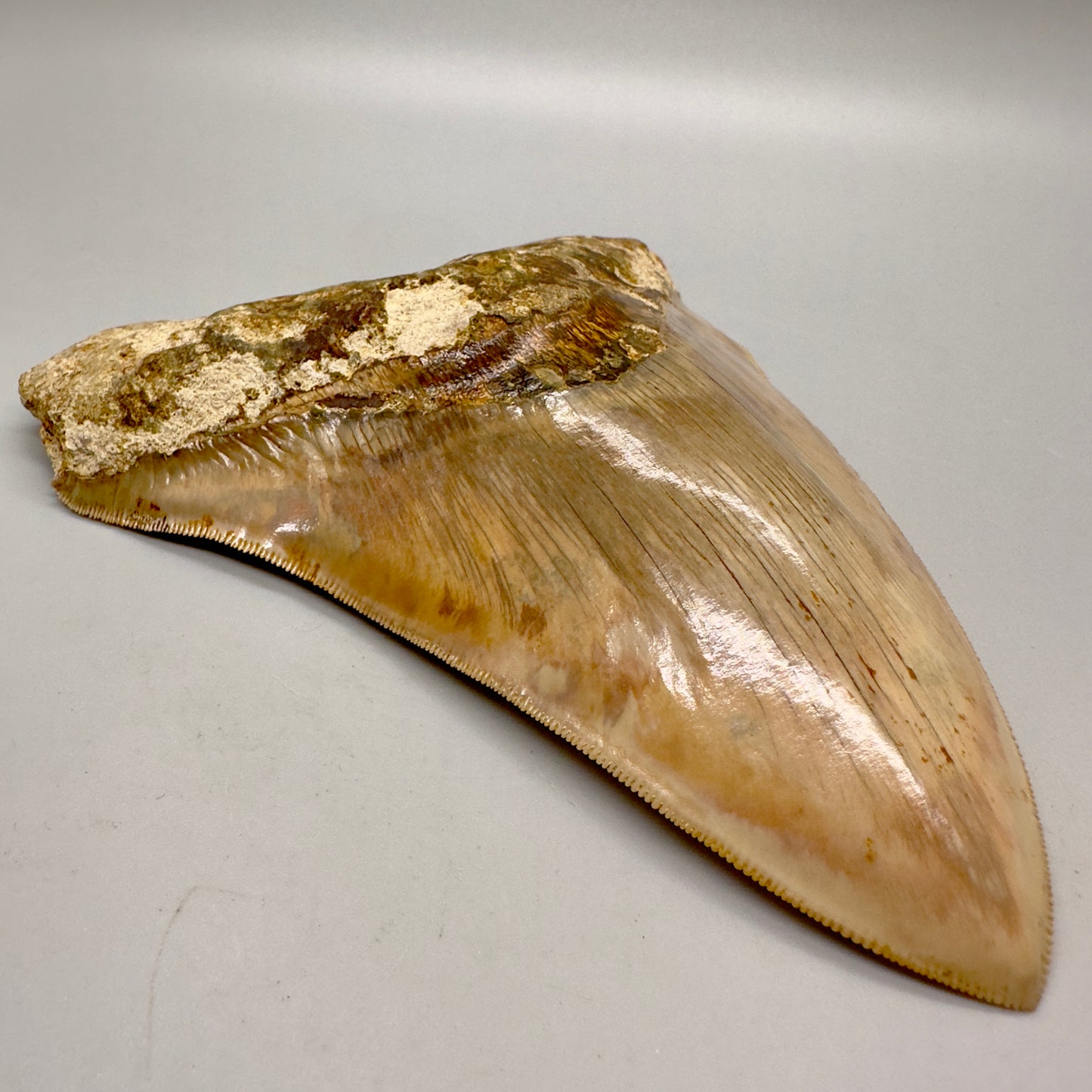 EXTRA LARGE 6.09" Fossil Monster Megalodon Tooth from Indonesia - Collector Quality CM4635 - Front left