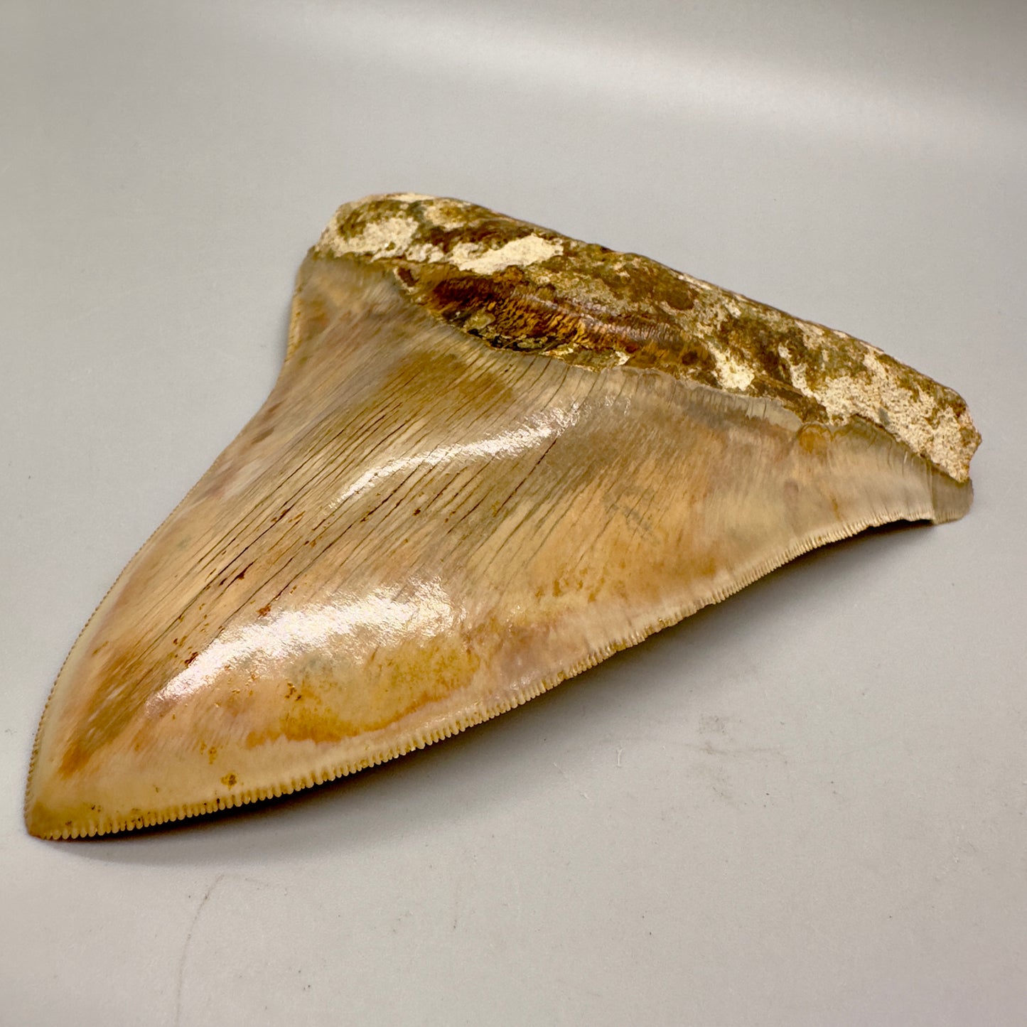 EXTRA LARGE 6.09" Fossil Monster Megalodon Tooth from Indonesia - Collector Quality CM4635 - Front right