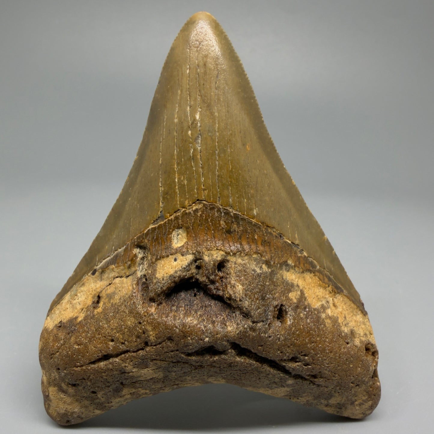 Front angle 3.60″ Authentic Megalodon Tooth from Offshore North Carolina CM5388