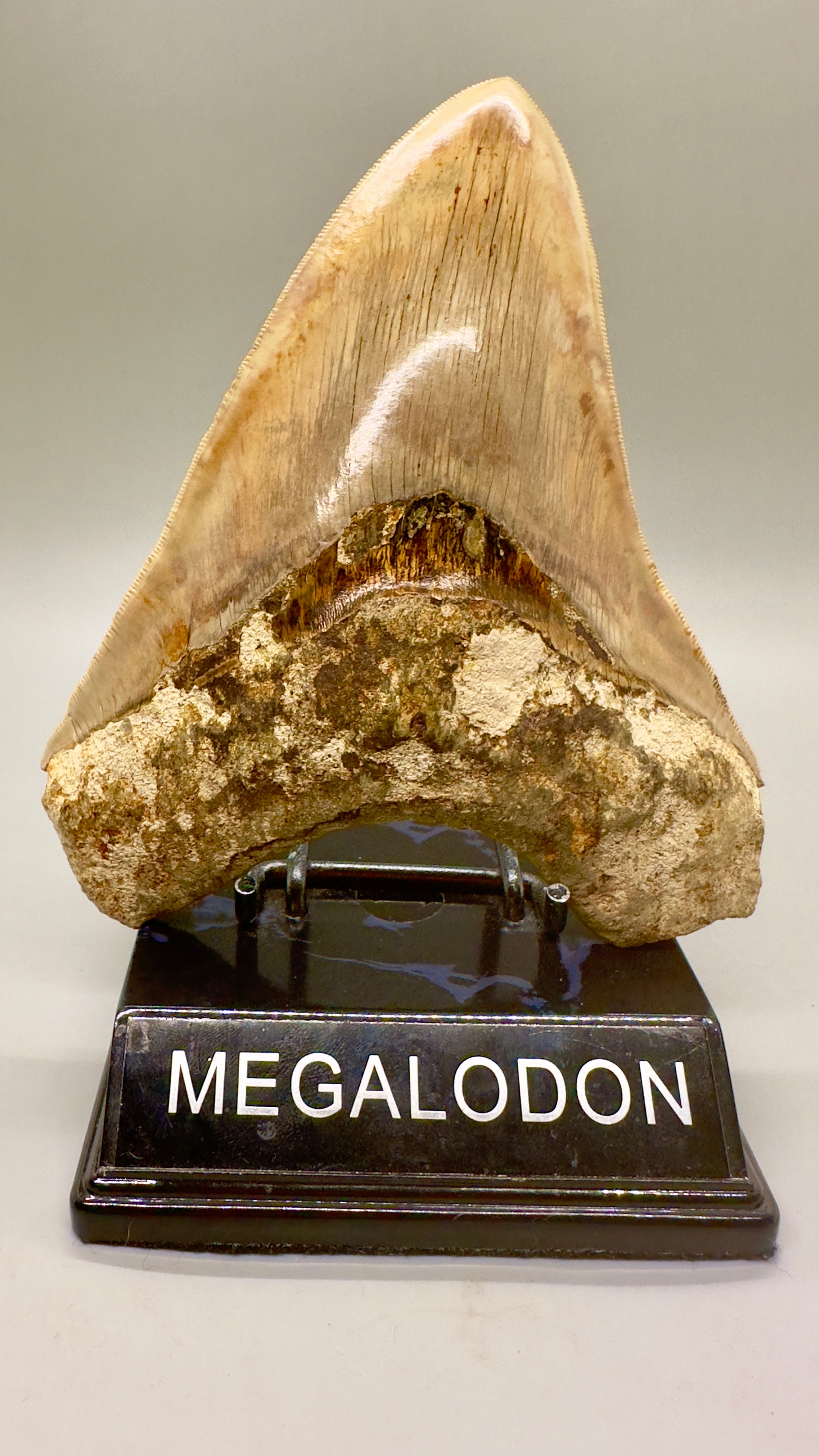 EXTRA LARGE 6.09" Fossil Monster Megalodon Tooth from Indonesia - Collector Quality CM4635 - Front on stand