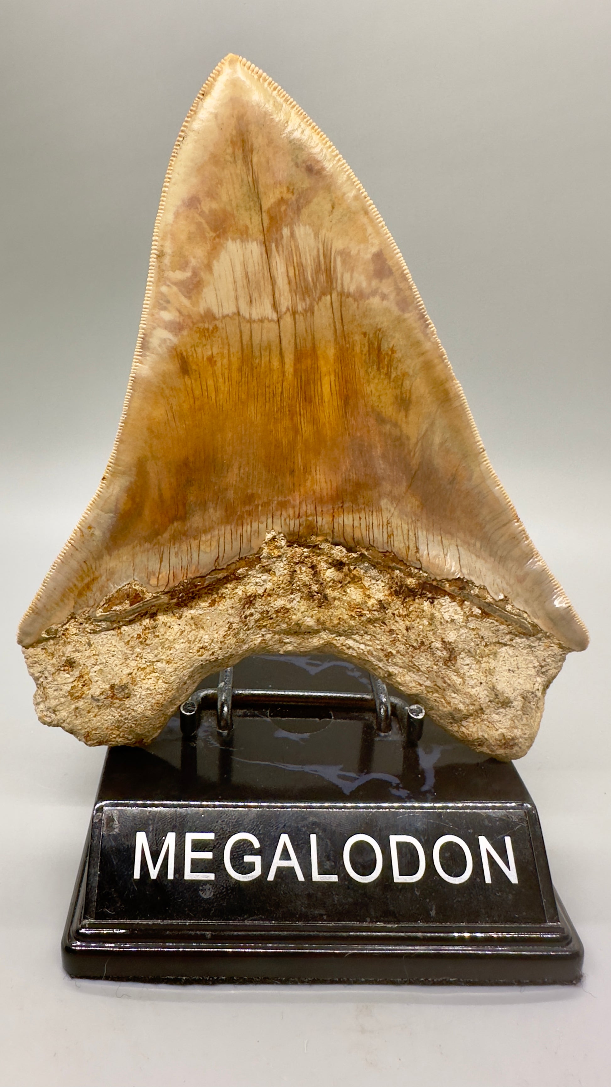 EXTRA LARGE 6.09" Fossil Monster Megalodon Tooth from Indonesia - Collector Quality CM4635 - Back on stand