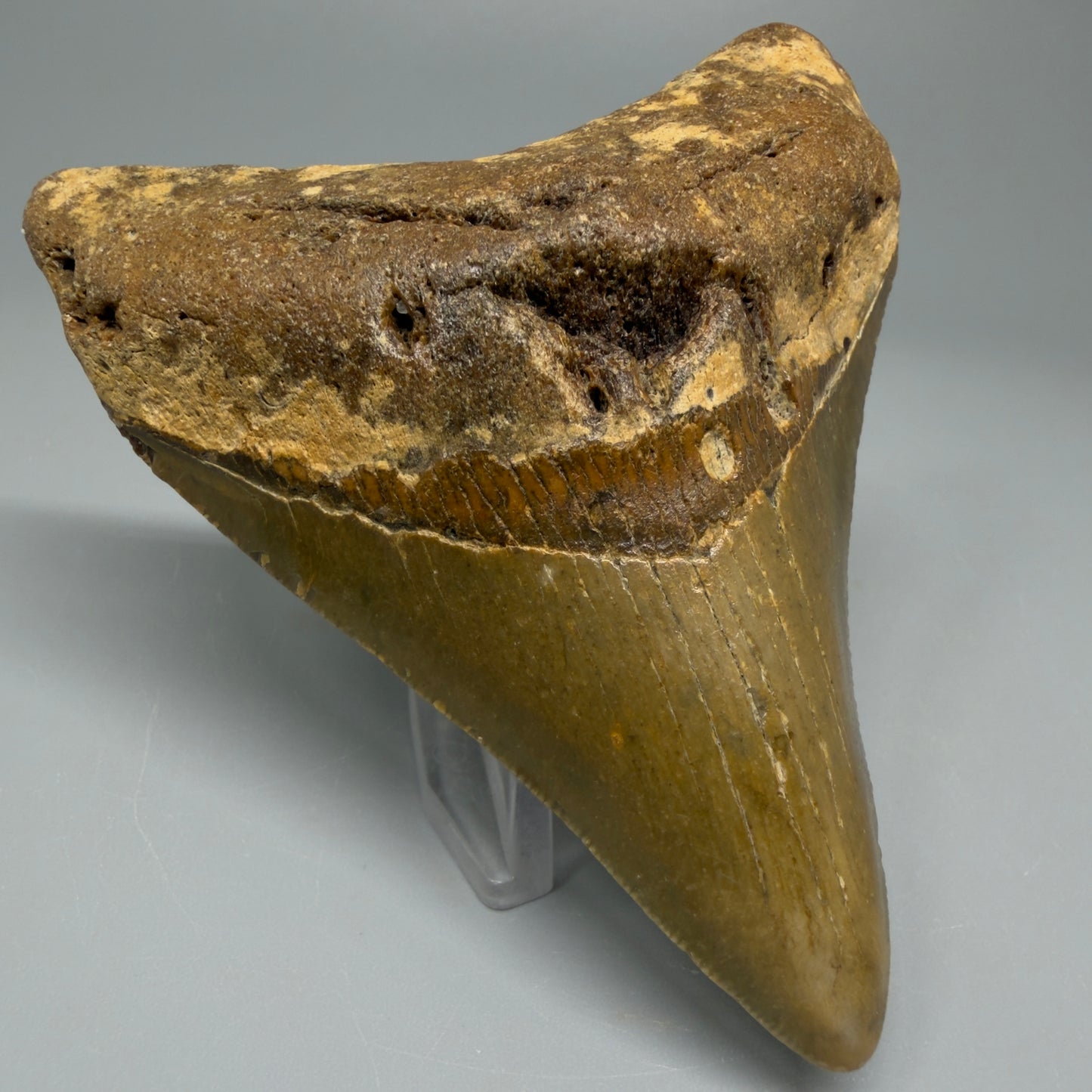 Front Left angle 3.60″ Authentic Megalodon Tooth from Offshore North Carolina CM5388