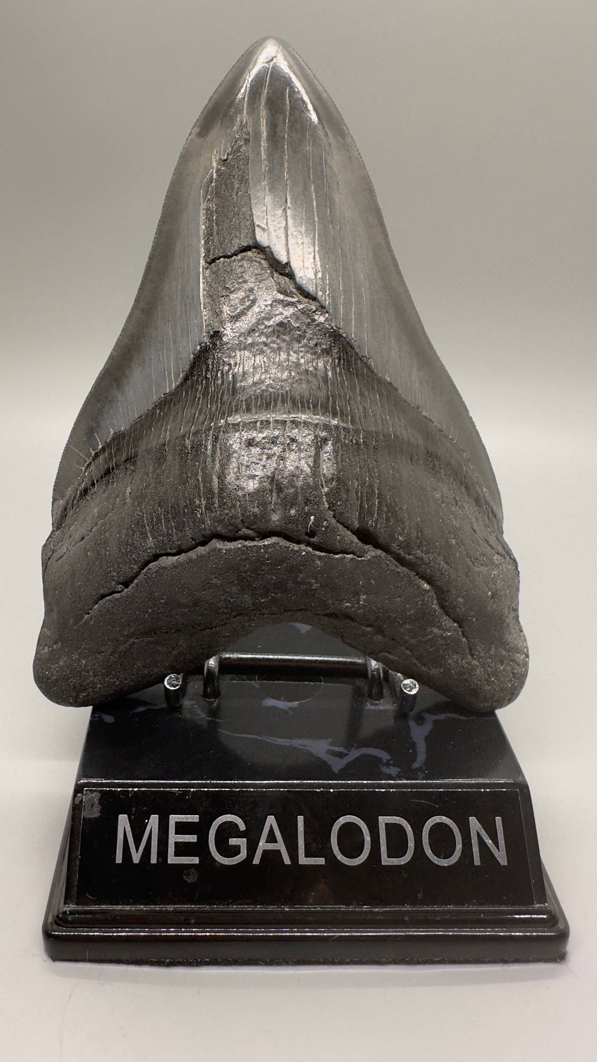 EXTRA LARGE 6.04" Fossil Megalodon Tooth: Scuba Diving, USA CM4633 - Front in stand