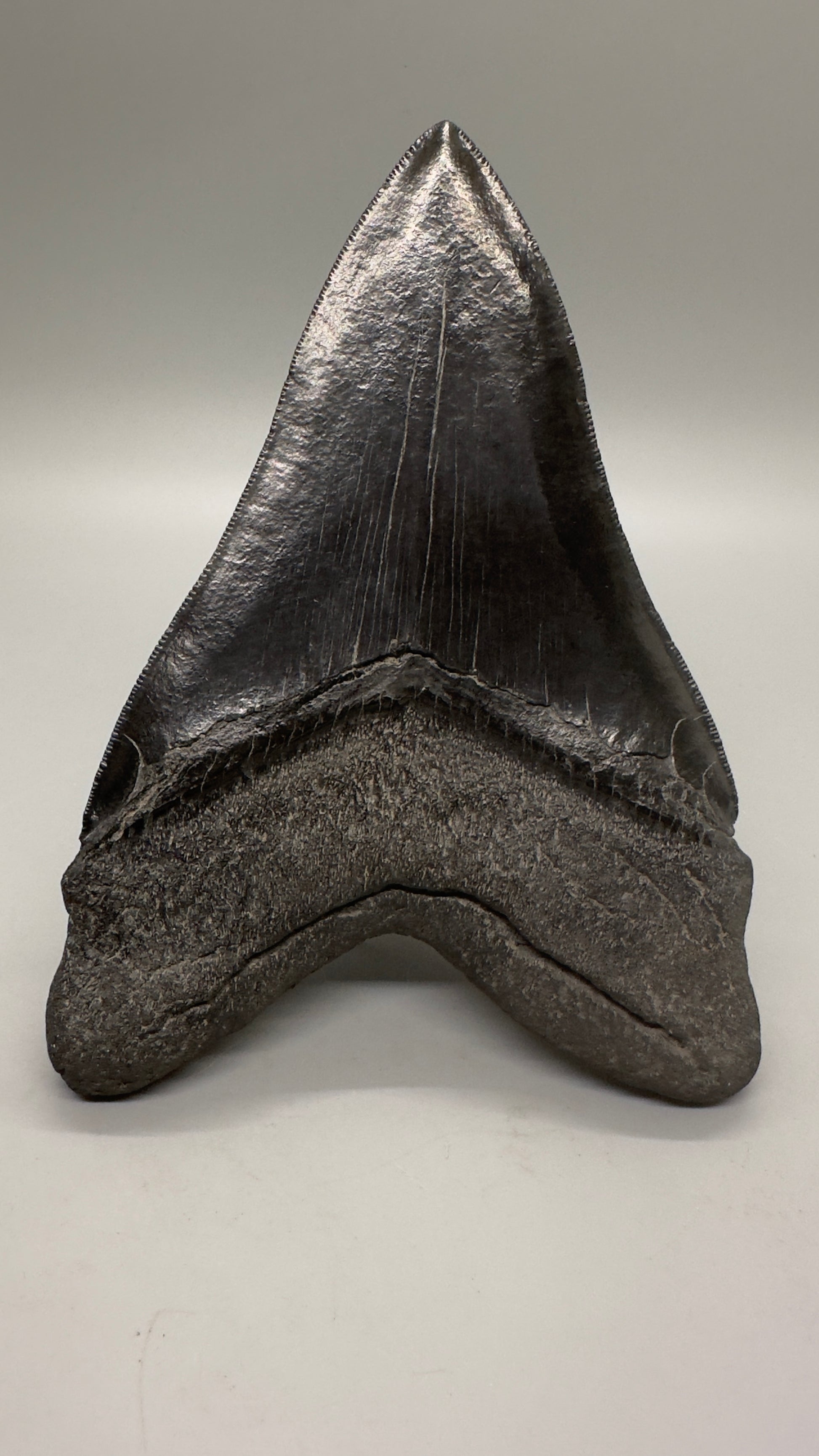EXTRA LARGE 6.04" Fossil Megalodon Tooth: Scuba Diving, USA CM4633 - Back