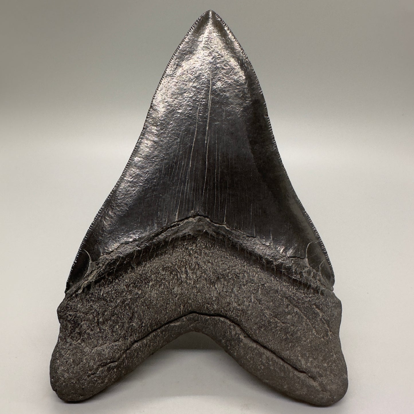 EXTRA LARGE 6.04" Fossil Megalodon Tooth: Scuba Diving, USA