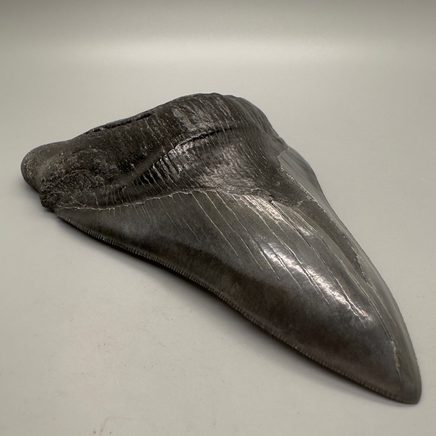 EXTRA LARGE 6.04" Fossil Megalodon Tooth: Scuba Diving, USA CM4633 - Front left