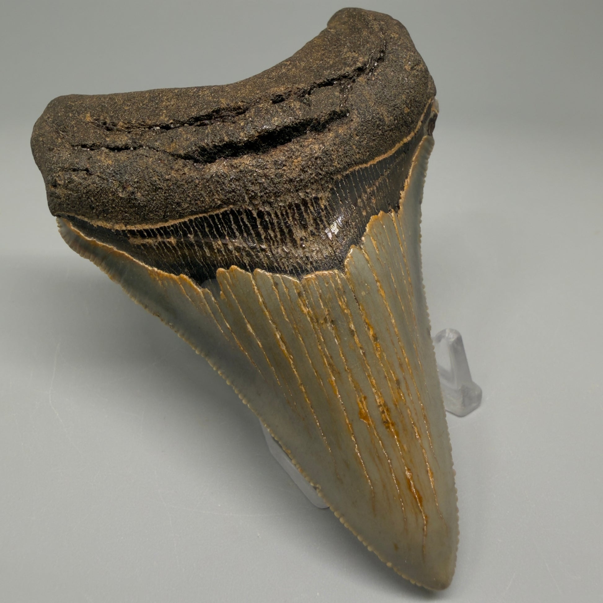 Colorful lower 3.68" Fossil Megalodon Tooth from North Carolina CM5396 - Front Left