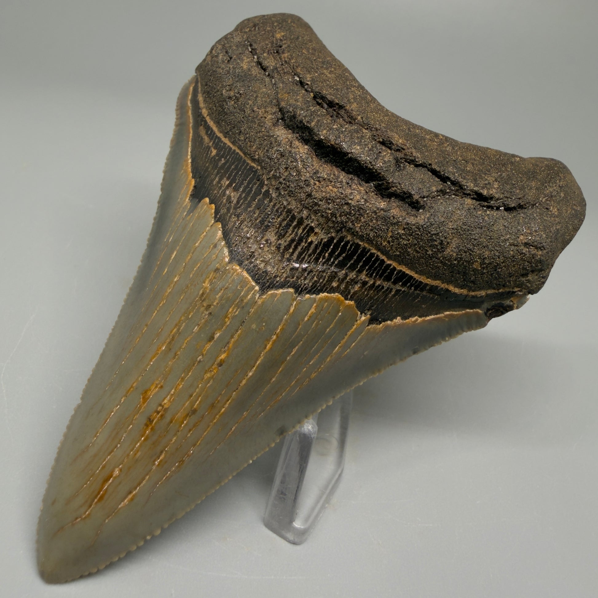 Colorful lower 3.68" Fossil Megalodon Tooth from North Carolina CM5396 - Front Right