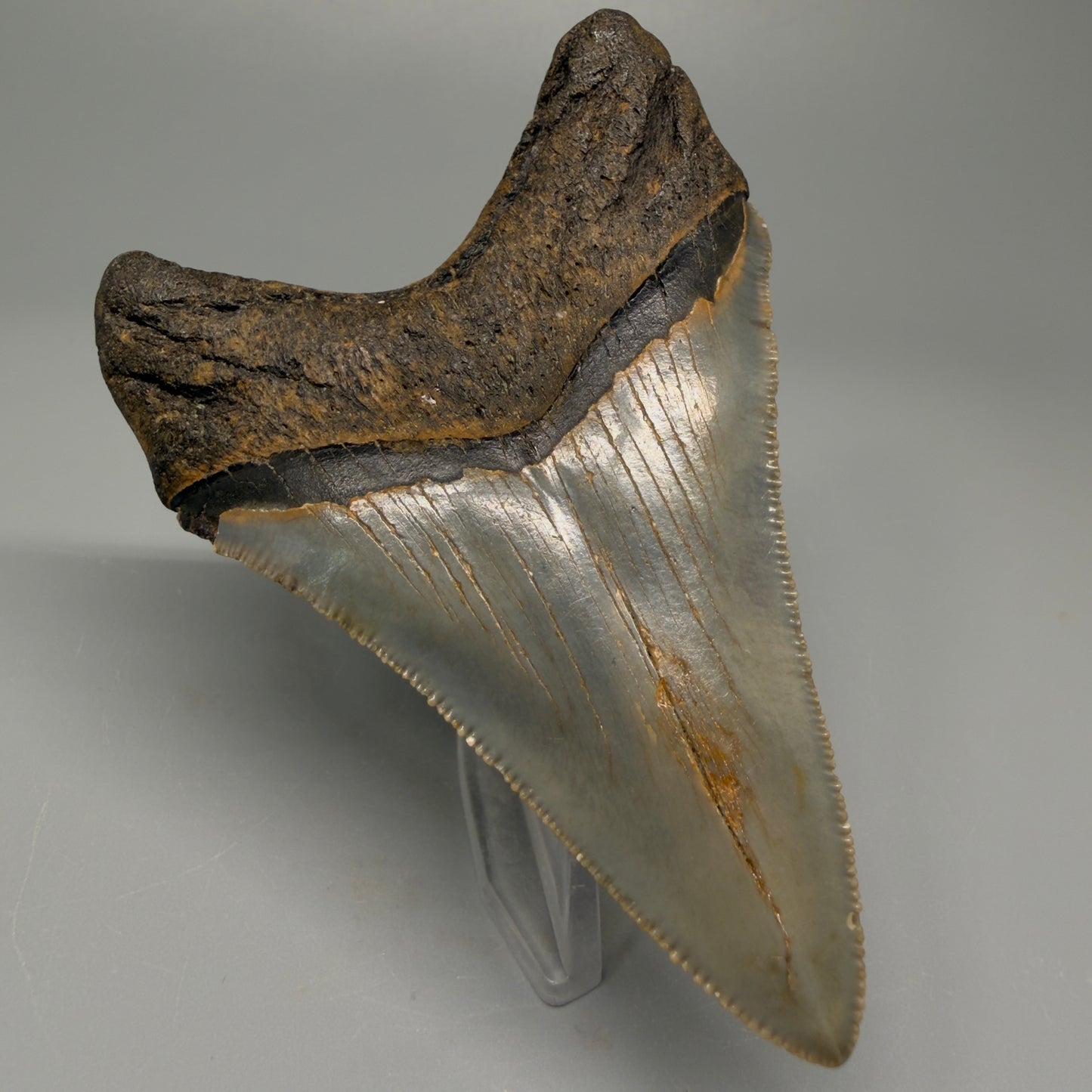Colorful lower 3.68" Fossil Megalodon Tooth from North Carolina CM5396 - Back Left