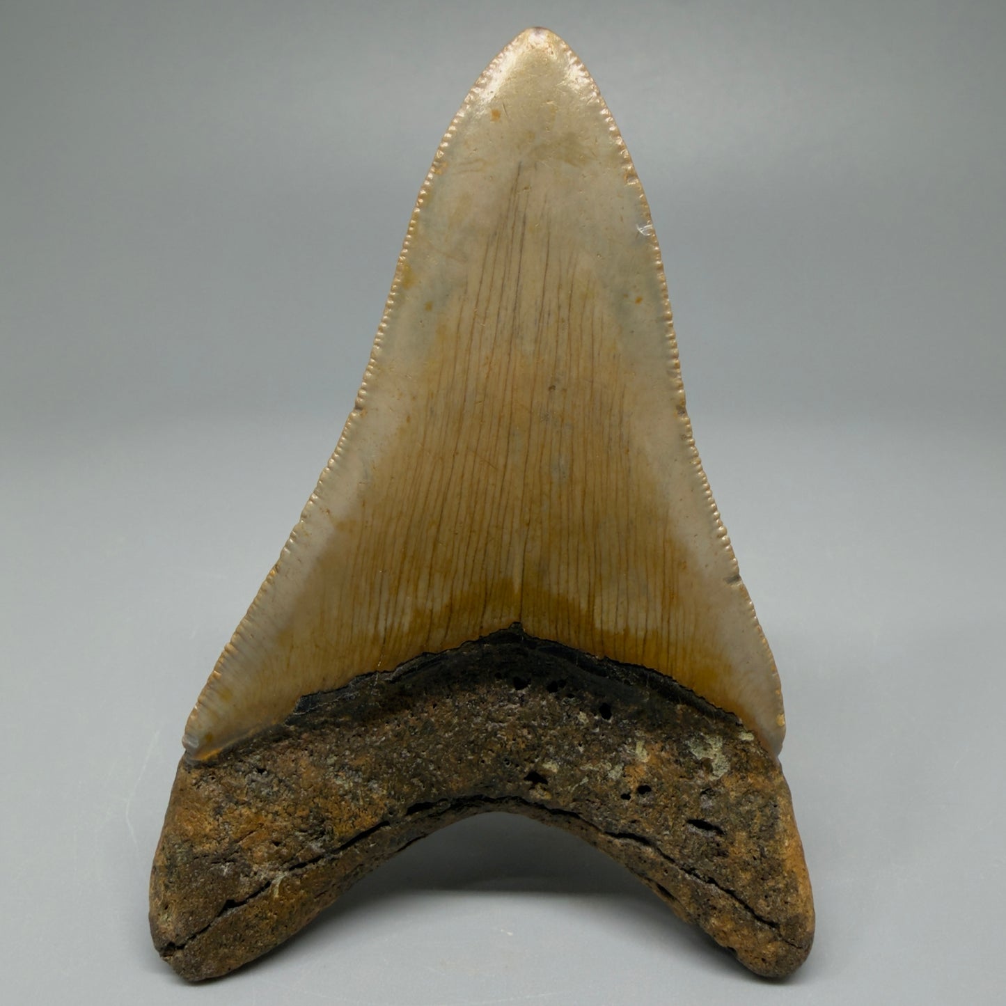 Colorful lower 3.72" Fossil Megalodon Tooth from North Carolina CM537 - Back