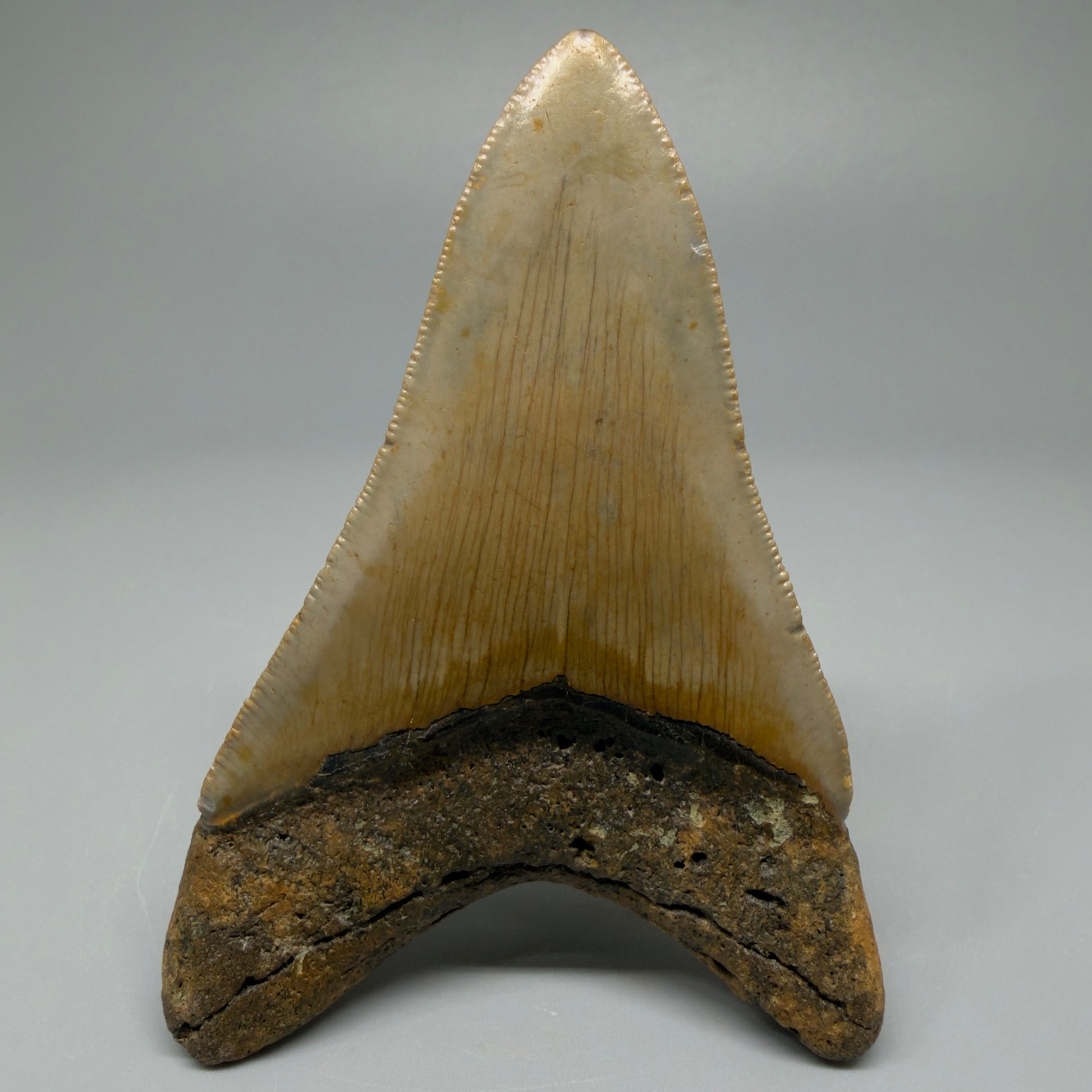 Colorful lower 3.72" Fossil Megalodon Tooth from North Carolina CM537 - Back