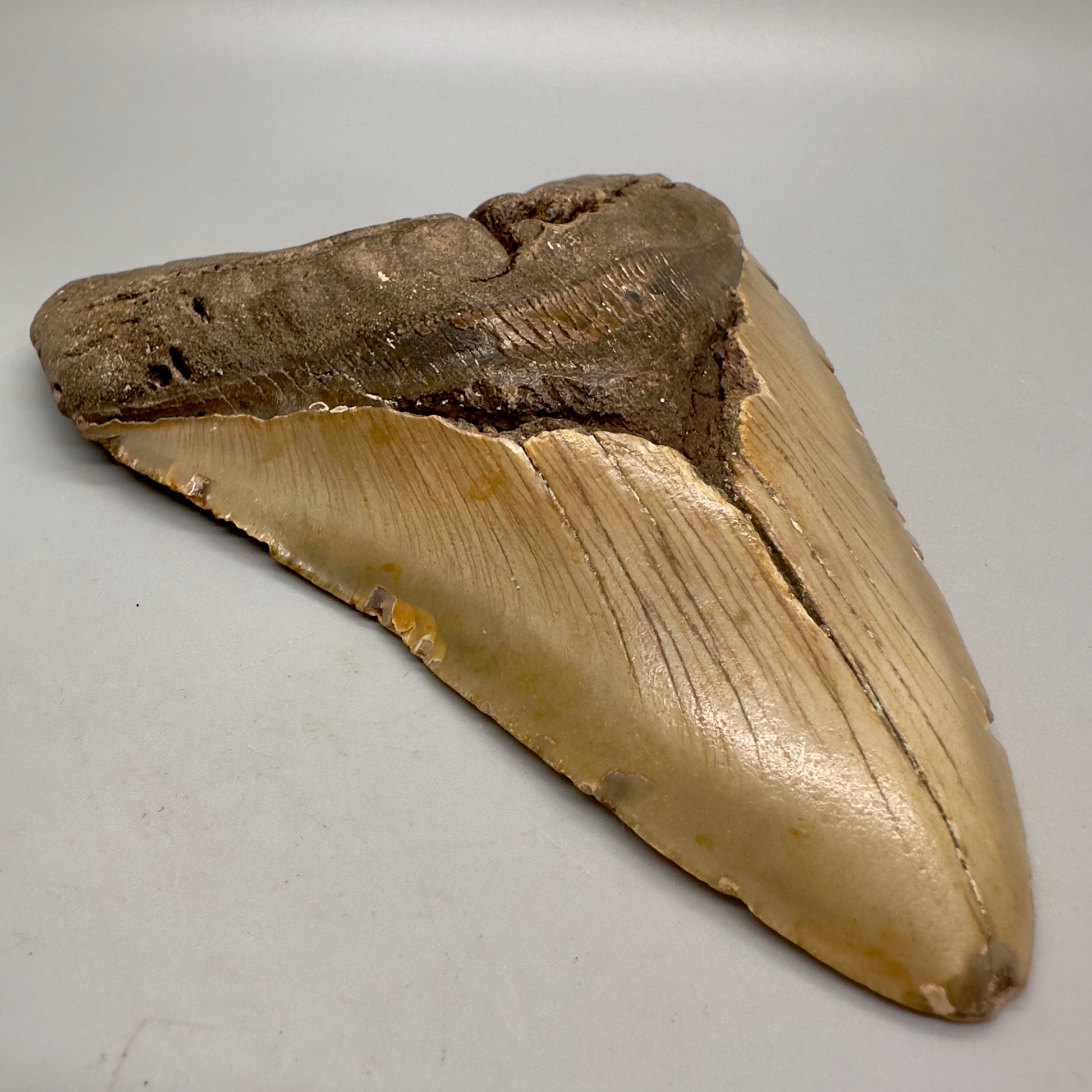 LARGE 6.05" Fossil Megalodon - Wilmington North Carolina CM4634 - Front left