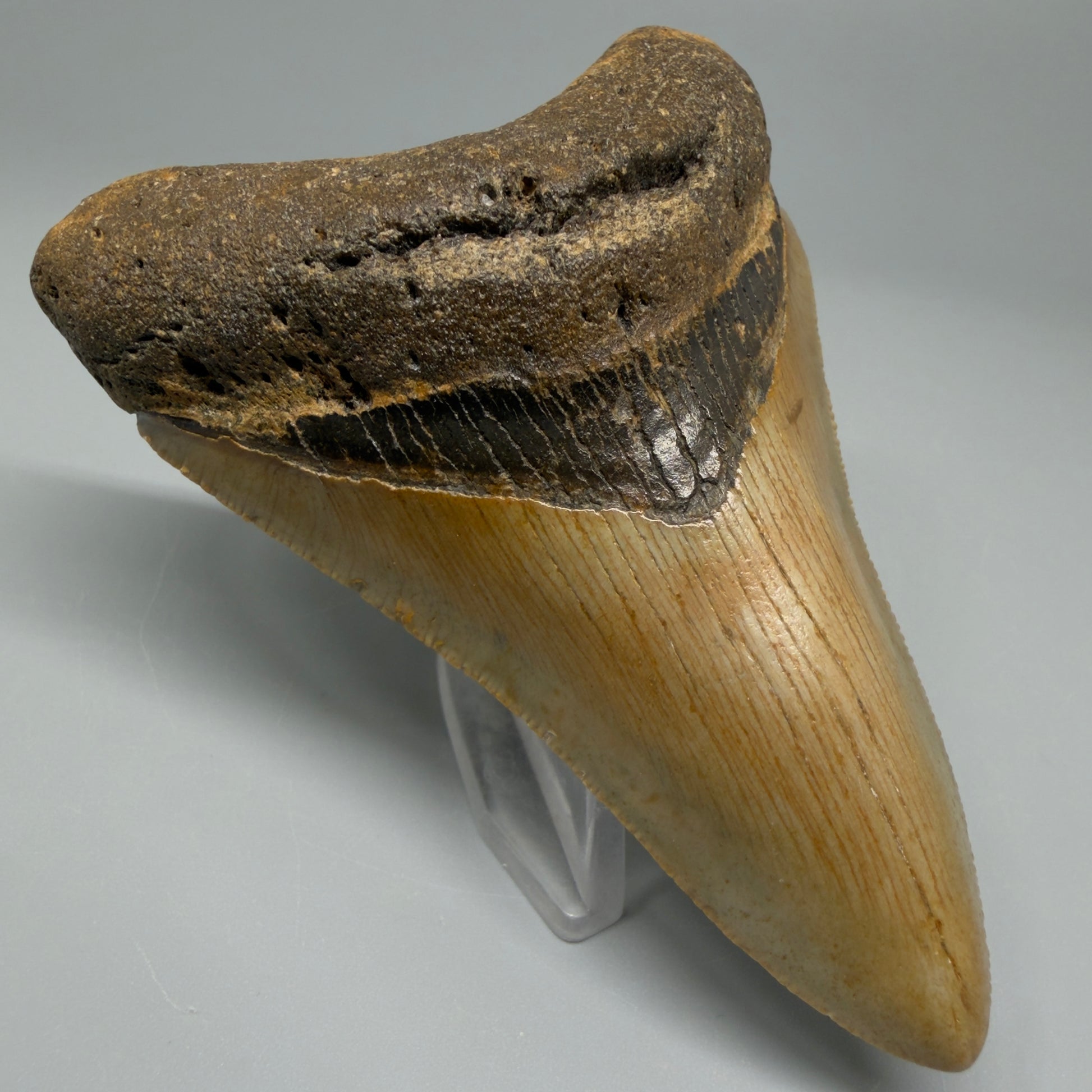 Colorful lower 3.72" Fossil Megalodon Tooth from North Carolina CM537 - Front Left