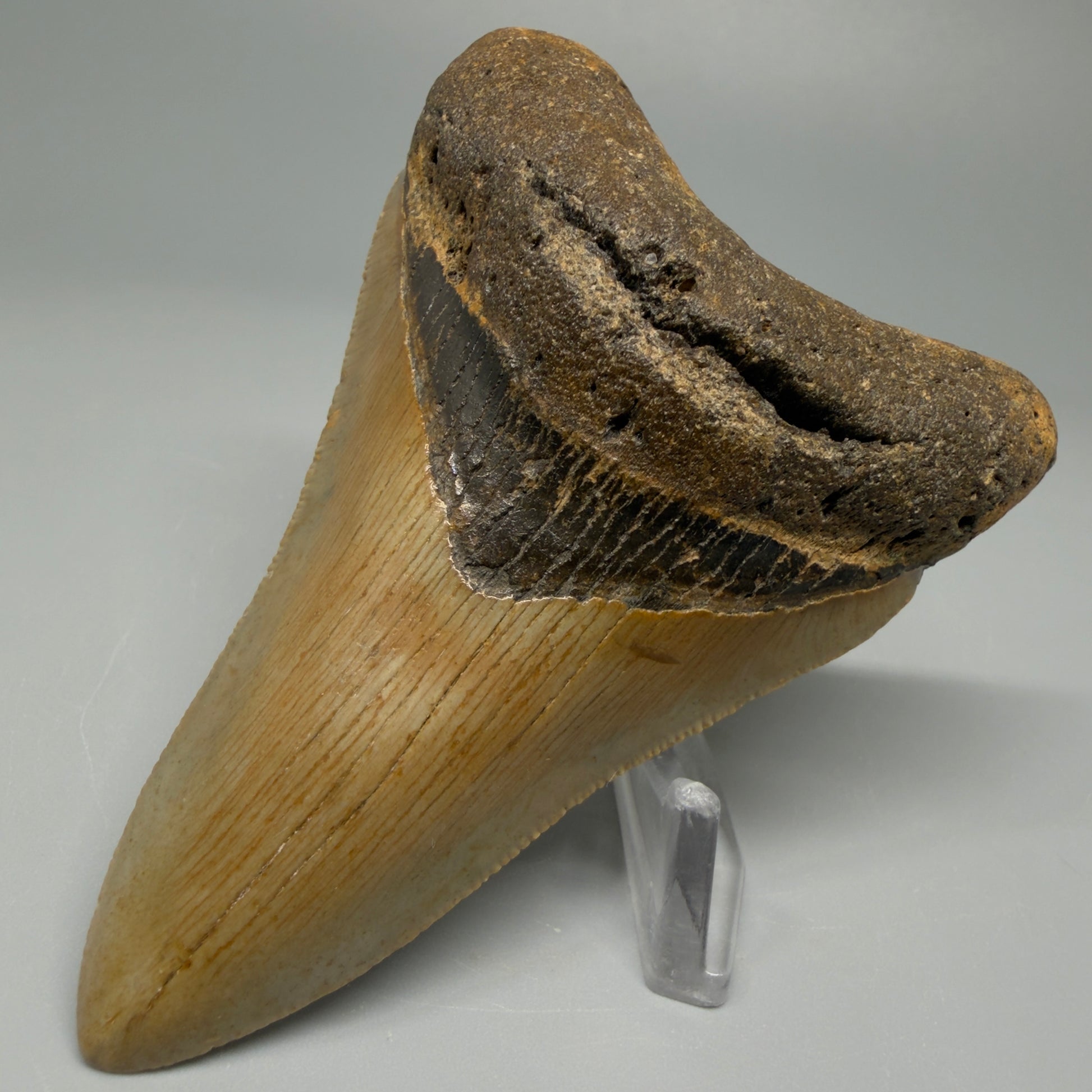 Colorful lower 3.72" Fossil Megalodon Tooth from North Carolina CM537 - Front Right
