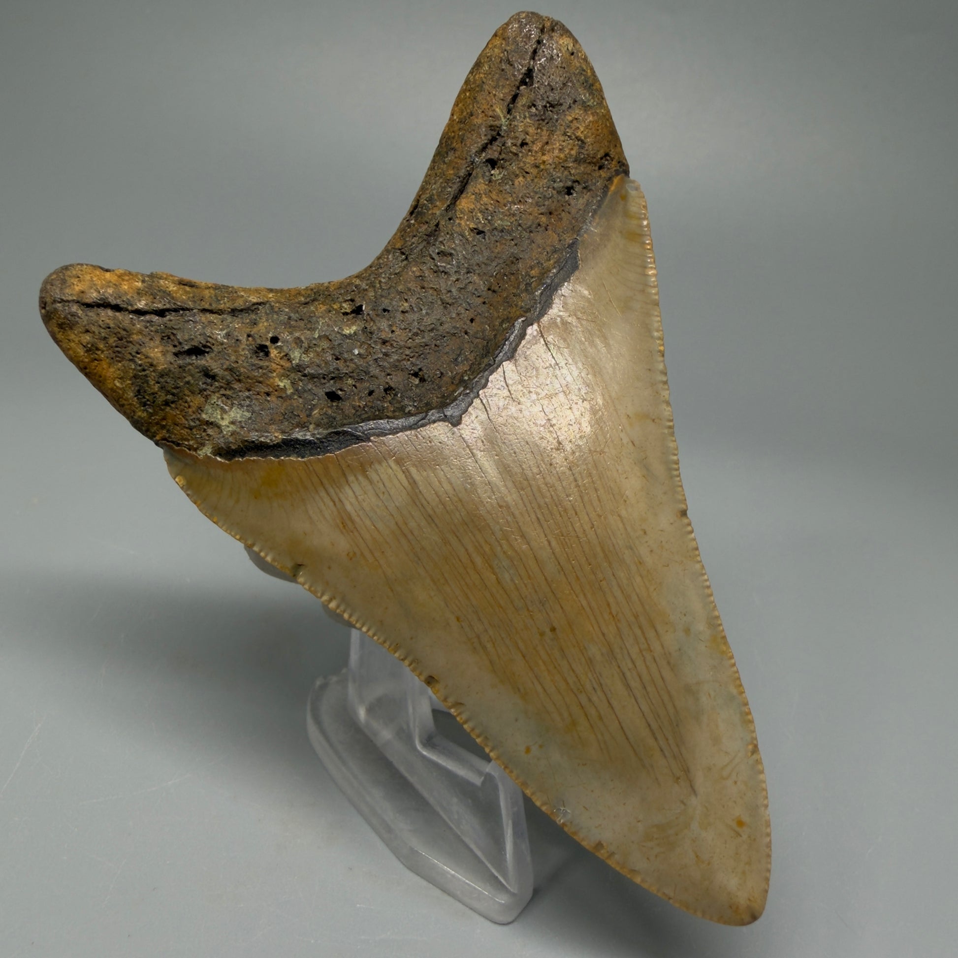 Colorful lower 3.72" Fossil Megalodon Tooth from North Carolina CM537 - Back Left