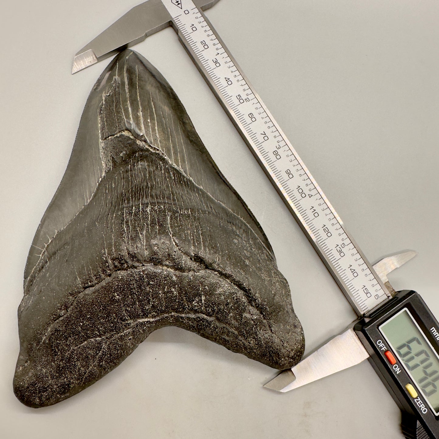 EXTRA LARGE 6.04" Fossil Megalodon Tooth: Scuba Diving, USA CM4633 - Front with caliper