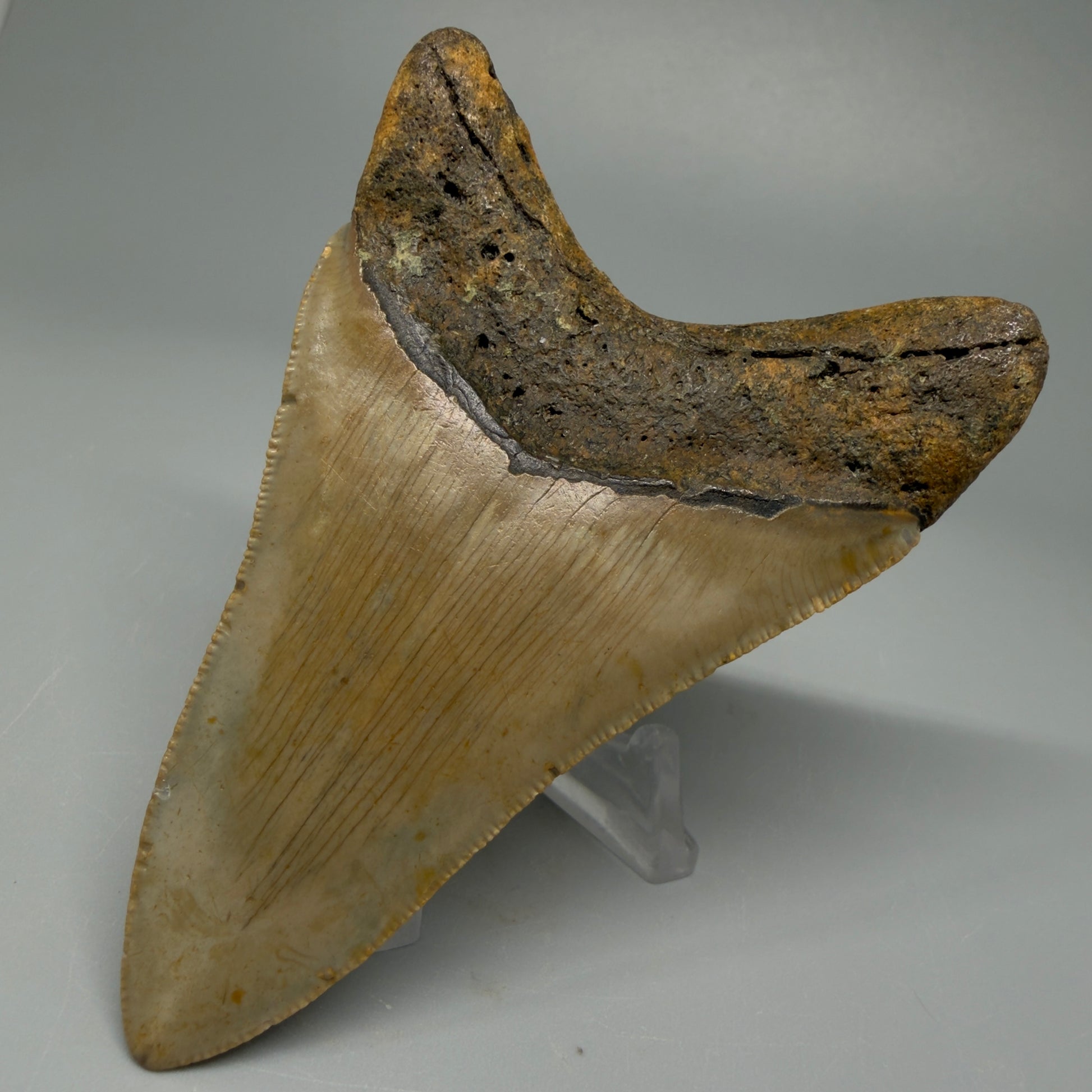 Colorful lower 3.72" Fossil Megalodon Tooth from North Carolina CM537 - Back Right