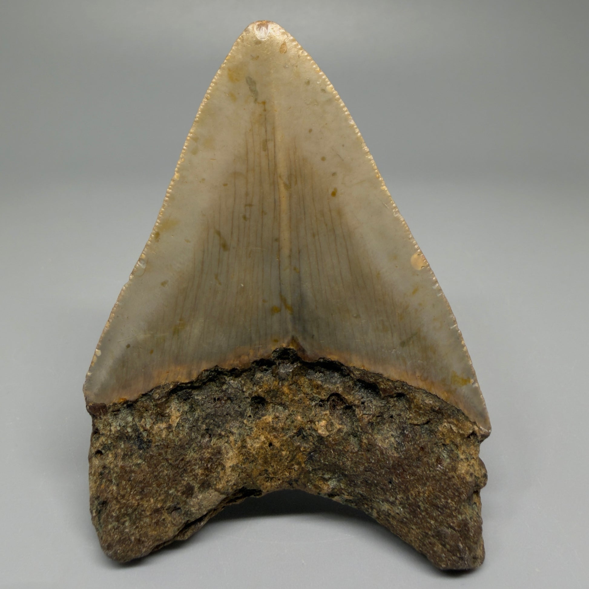 Back view of 3.43-inch authentic Megalodon tooth fossil recovered by scuba divers off North Carolina