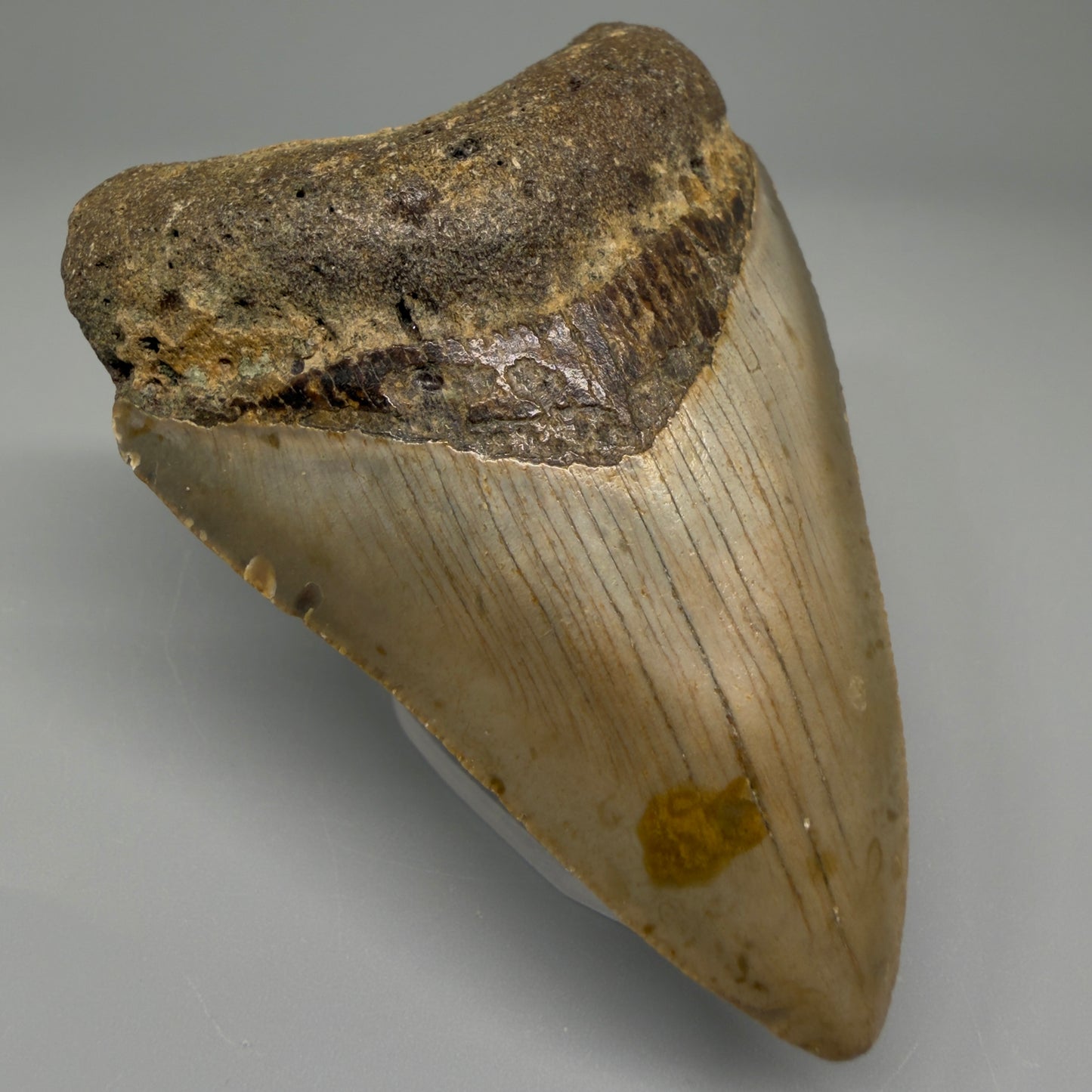 3.43-inch Megalodon tooth fossil photographed from front left angle, dive-recovered off the coast of North Carolina