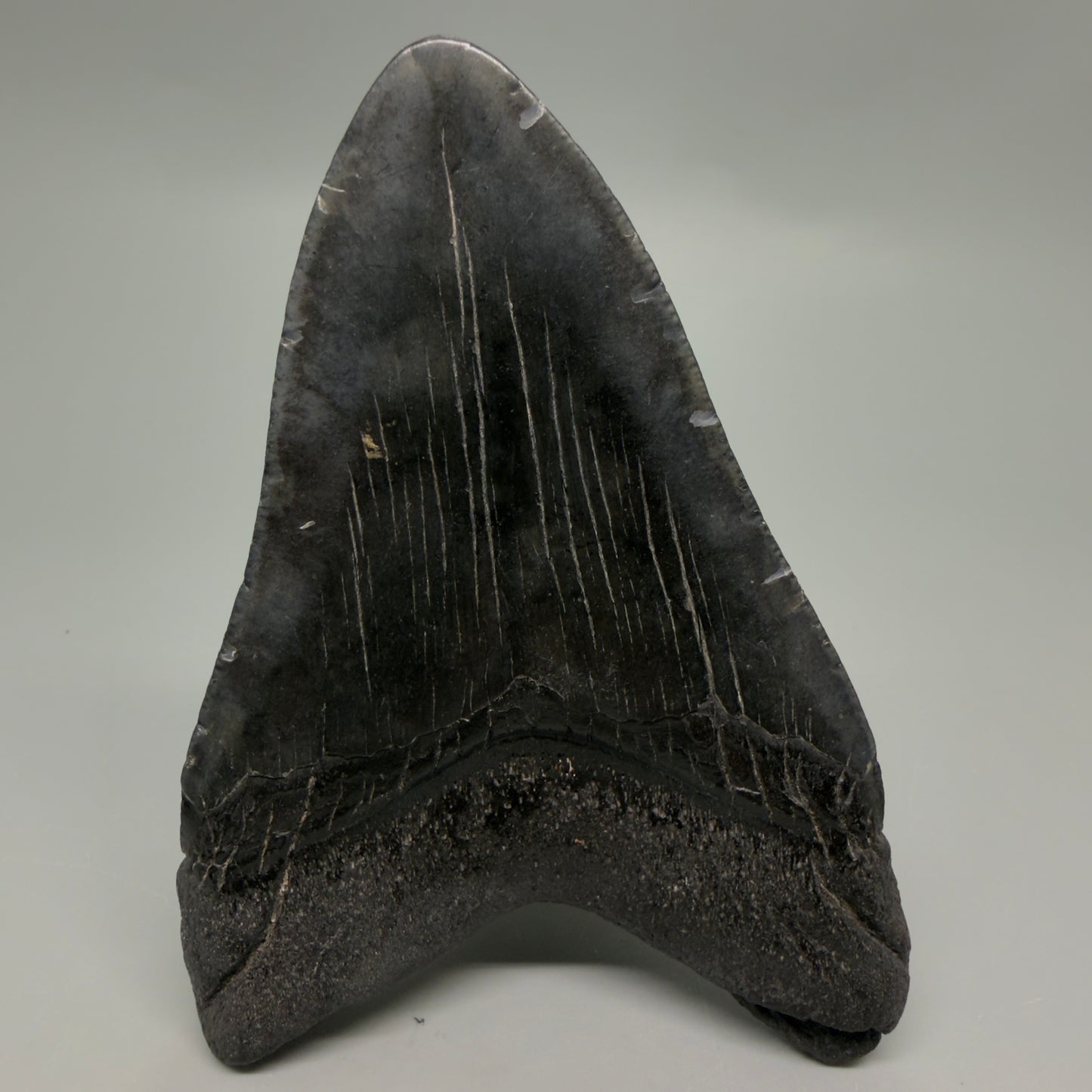 Back View Dark colors 4.34" Megalodon Tooth from South Carolina CM6258