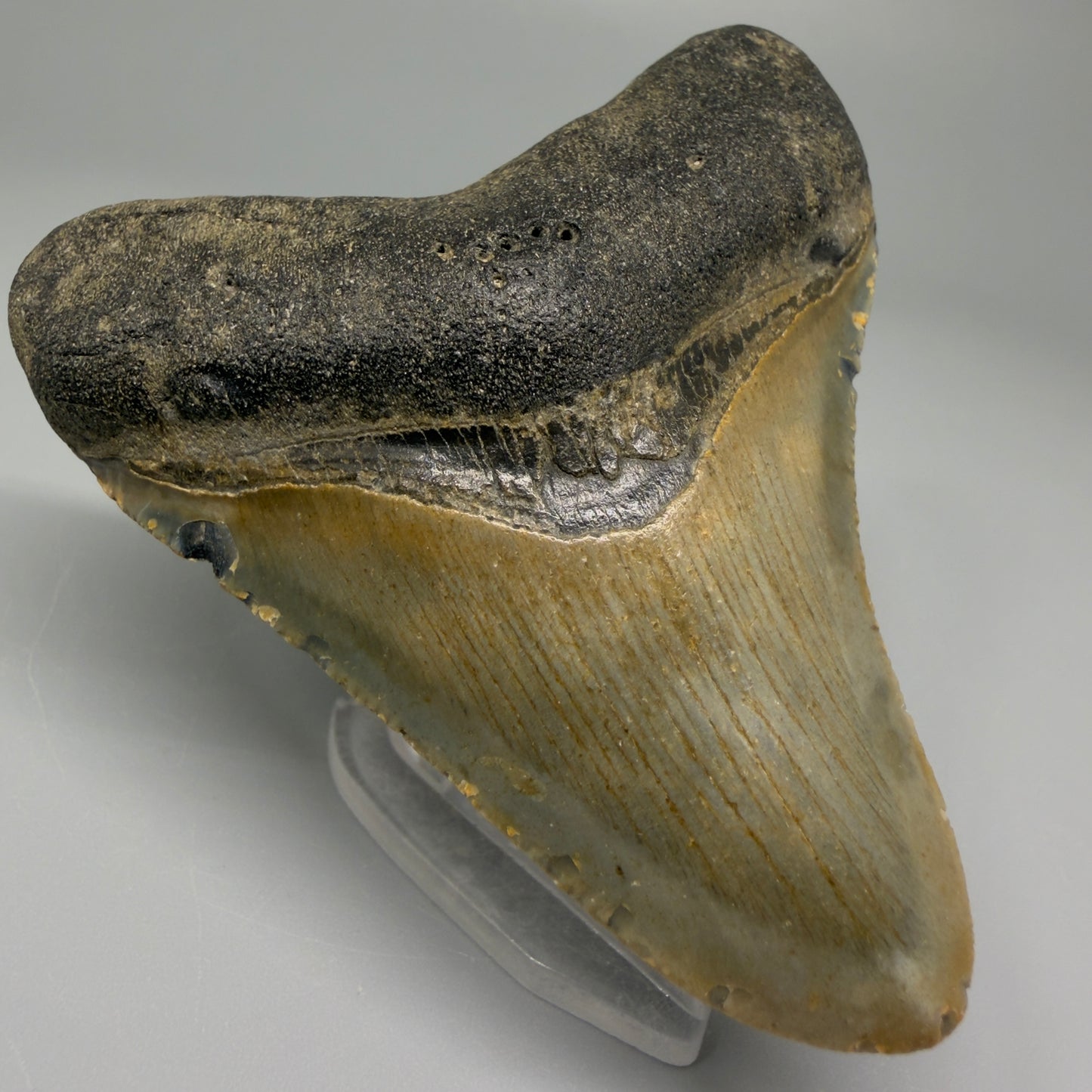 Front Left View 3.17″ Authentic Megalodon Tooth from Offshore North Carolina CM5382