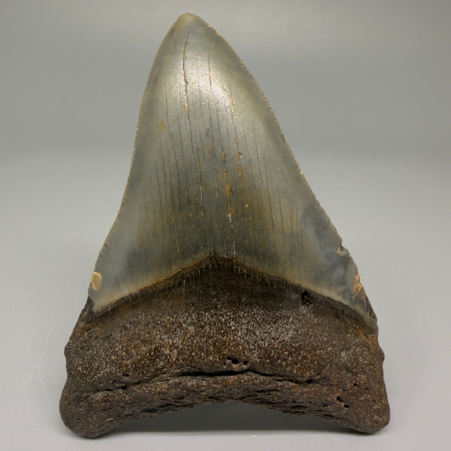 Front angle 3.43″ Authentic Megalodon Tooth – North Carolina Fossil CM5384