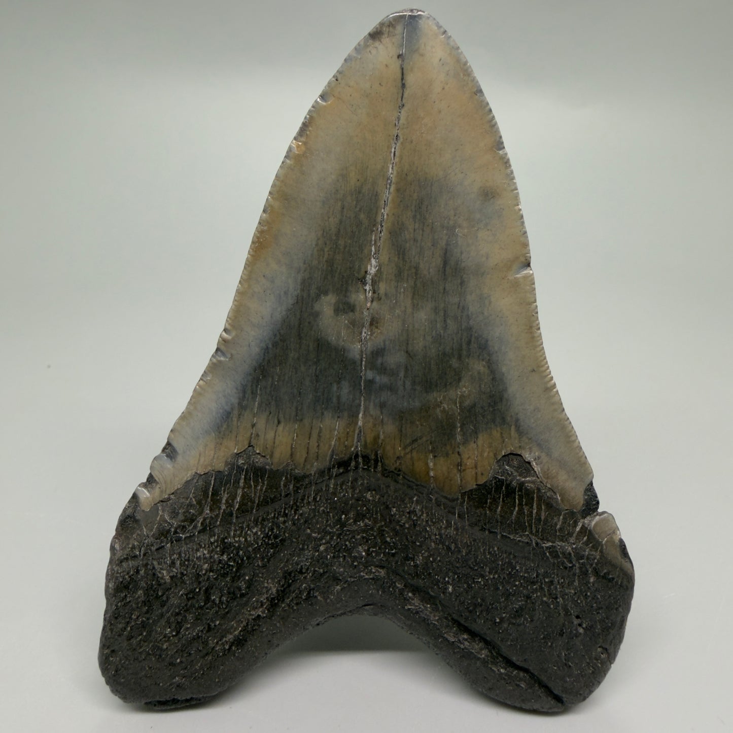 Back View Very colorful 4.17" Megalodon Tooth from South Carolina CM6257