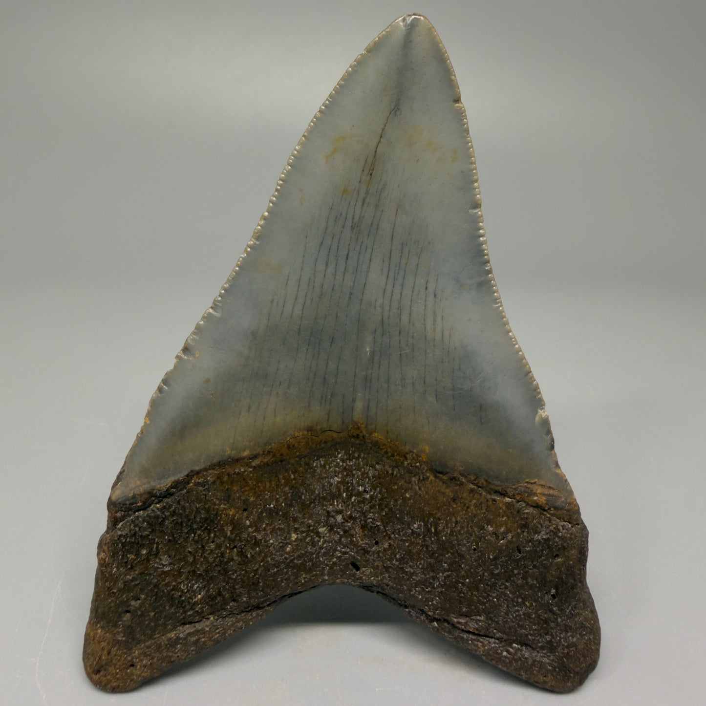 Back angle 3.43″ Authentic Megalodon Tooth – North Carolina Fossil CM5384